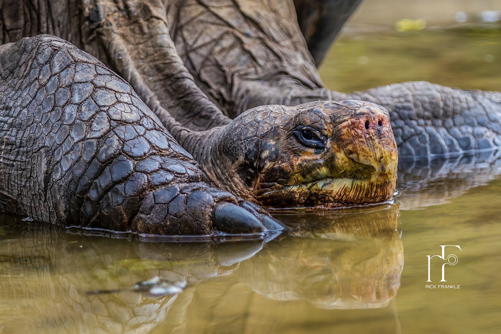 GALÁPAGOS GIANT TORTOISE [SANTA CRUZ]
