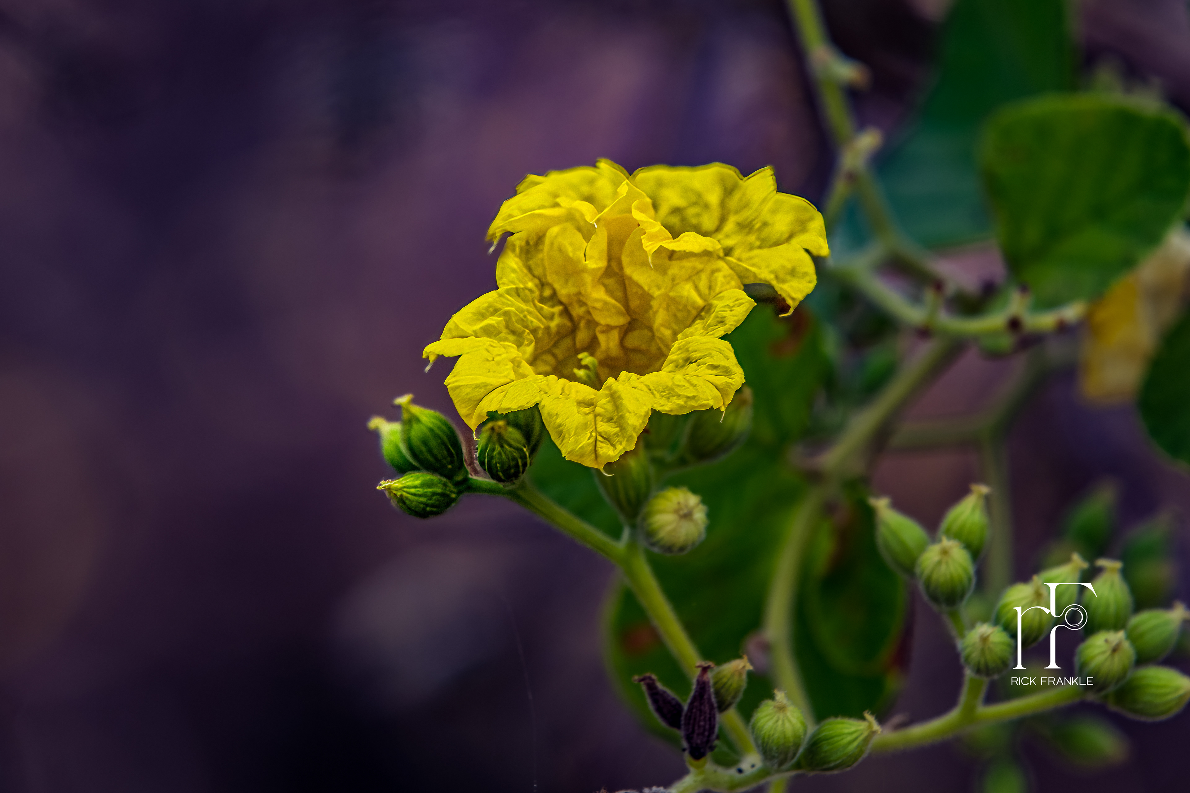 YELLOW CORDIA SHRUB [SANTA CRUZ]