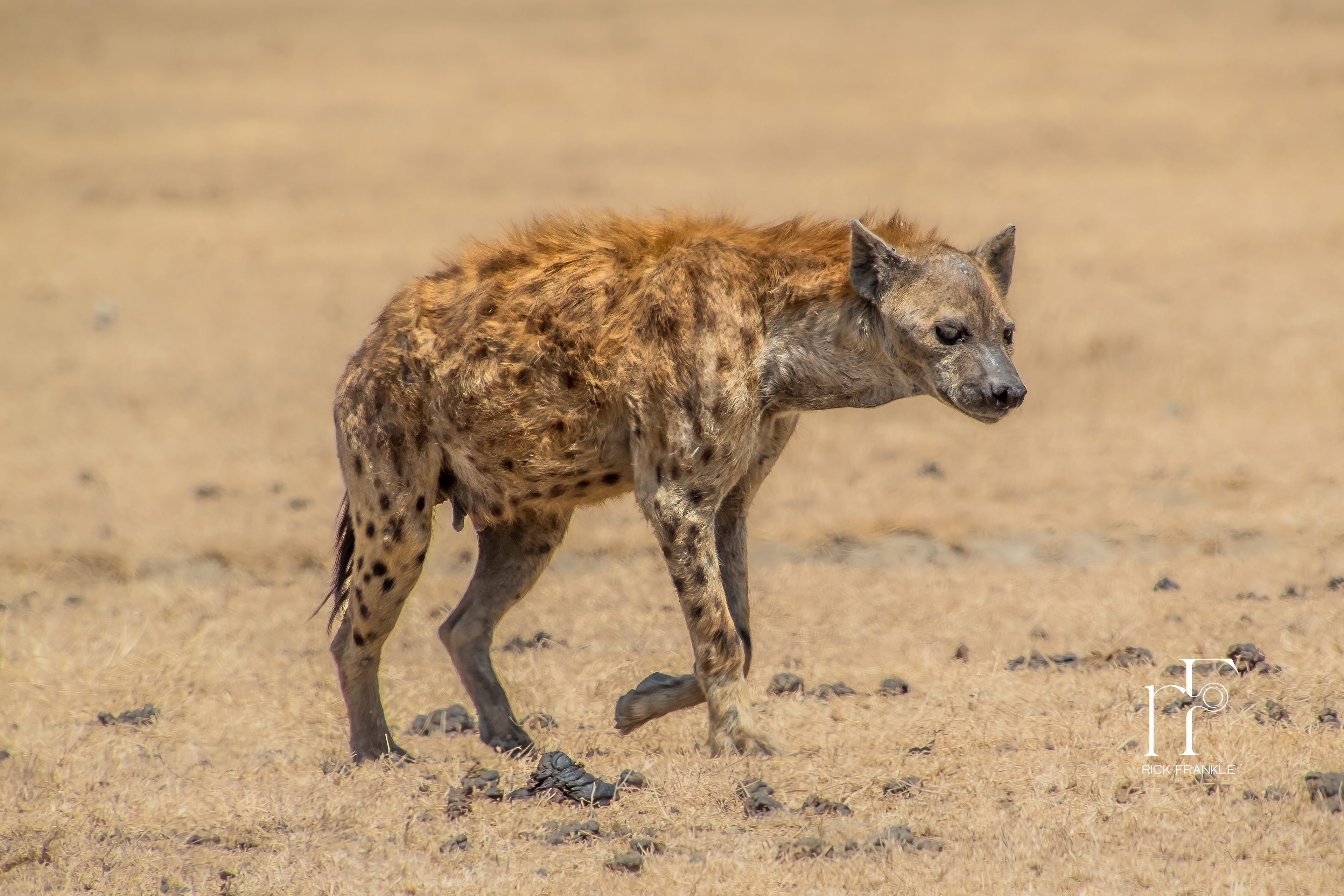 HYENA [NGORONGORO CRATER]