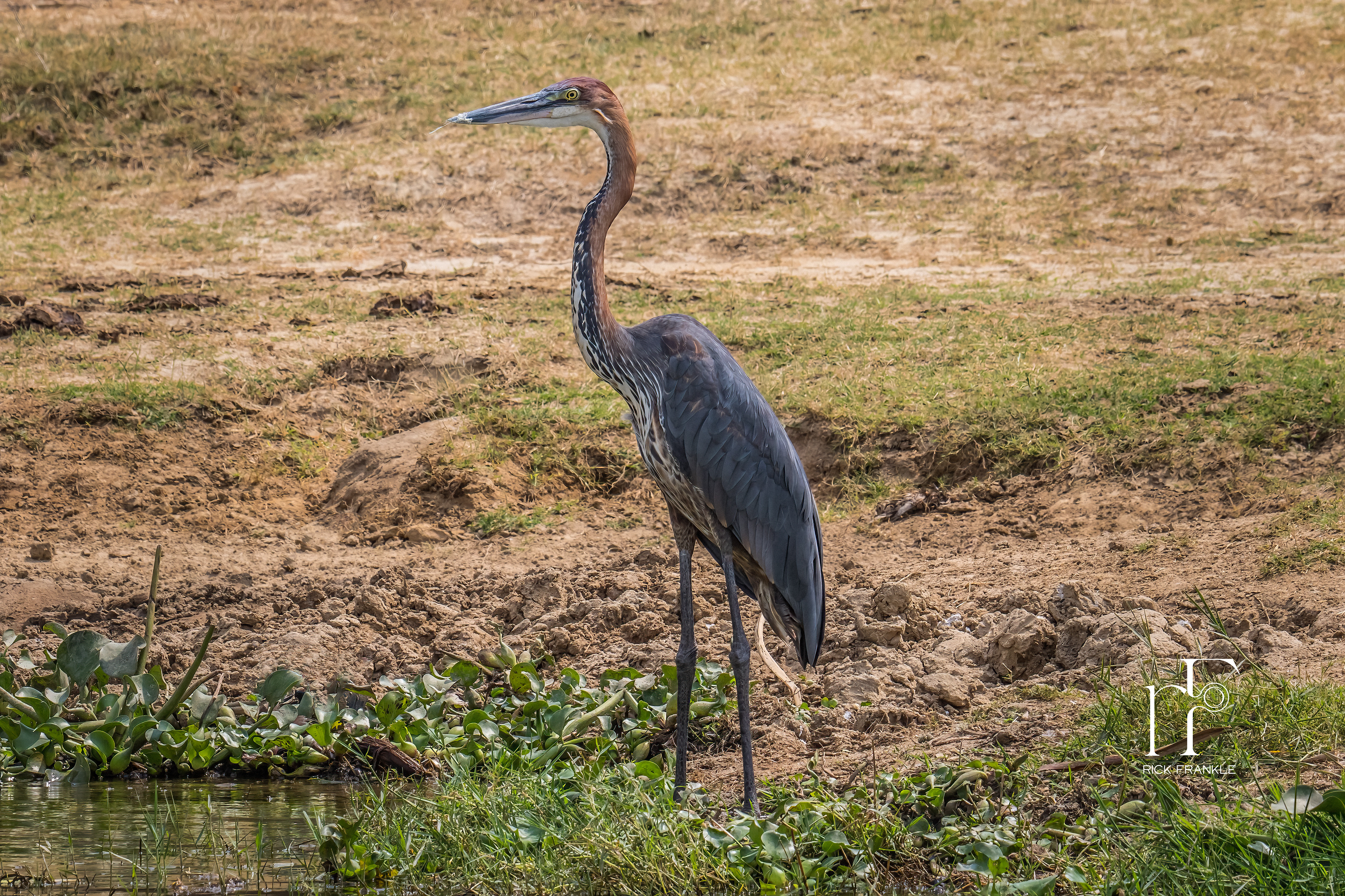 GOLIATH HERON [KAZINGA CHANNEL]