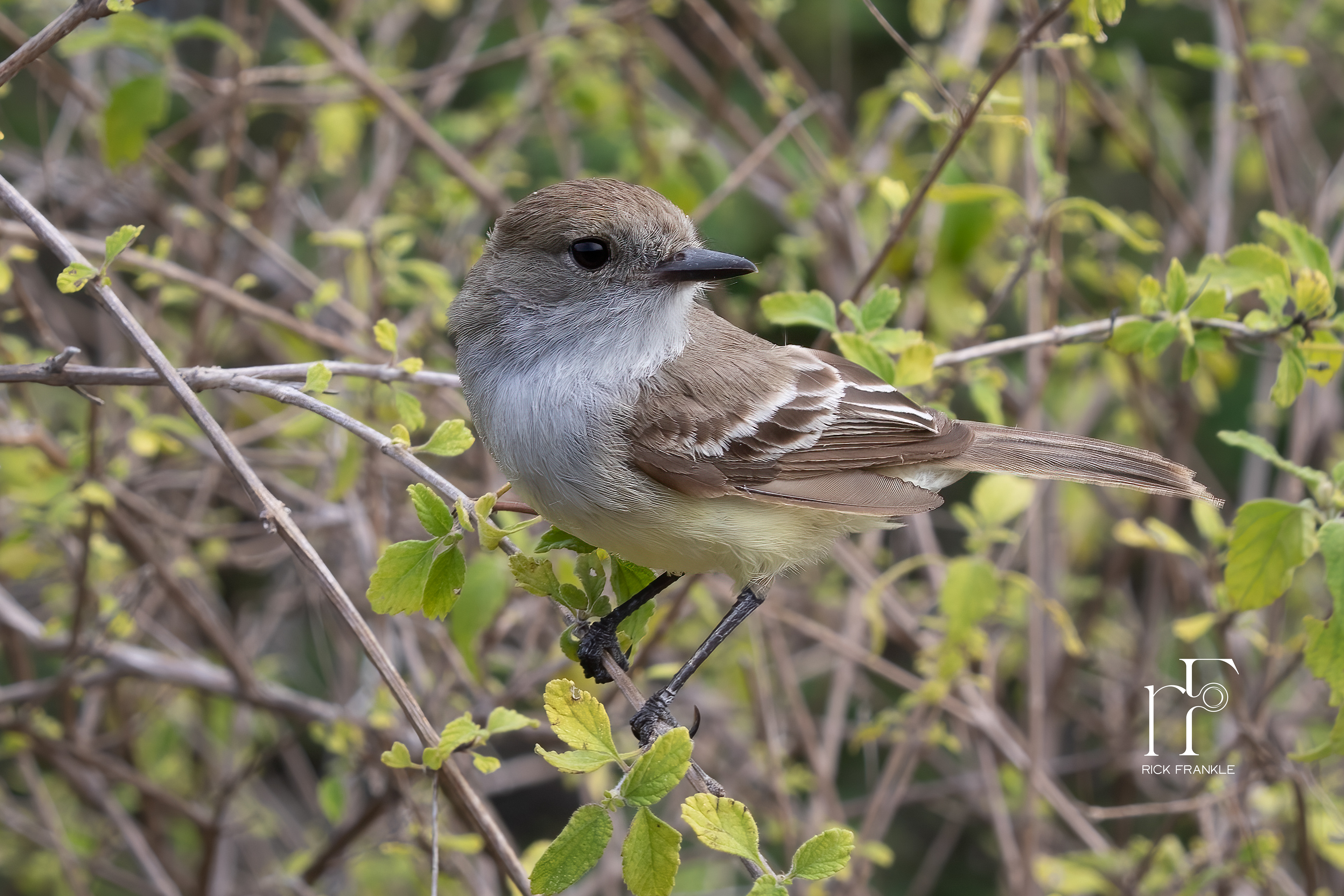 DARWIN FINCH [EAGAS POINT]