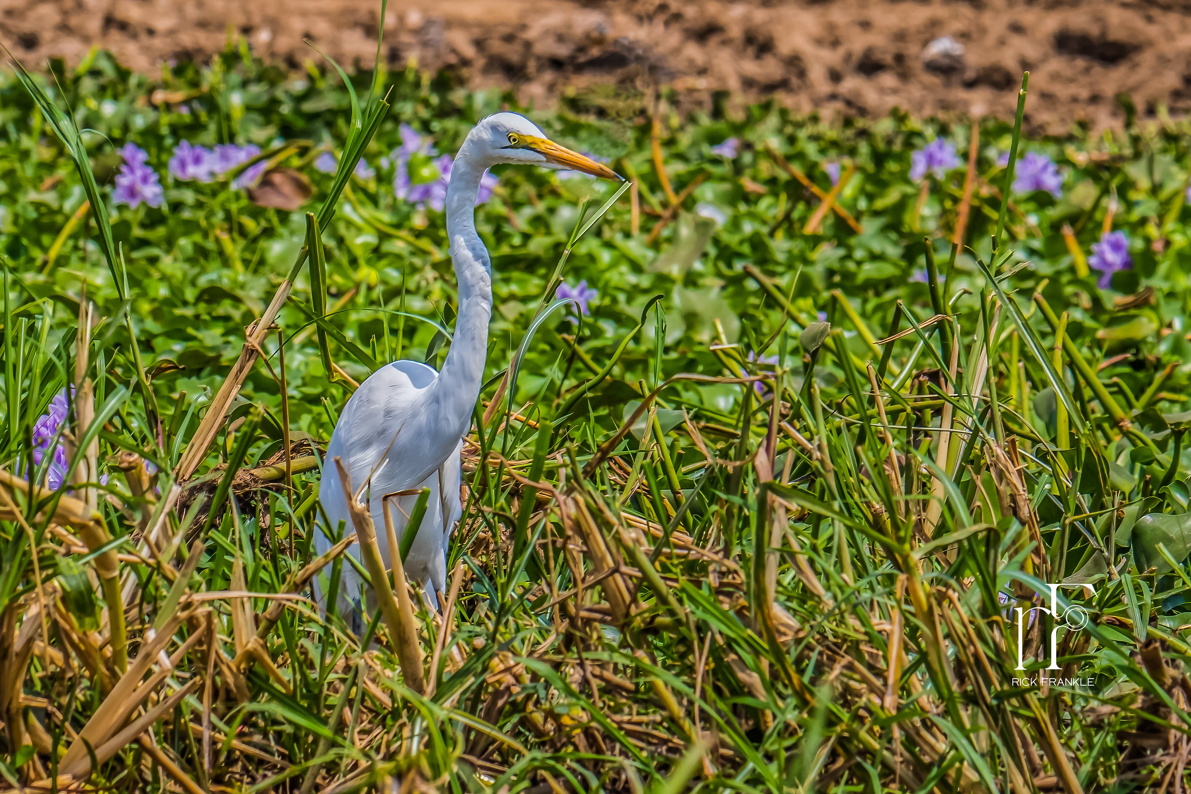 GREAT EGRET [KAZINGA CHANNEL]