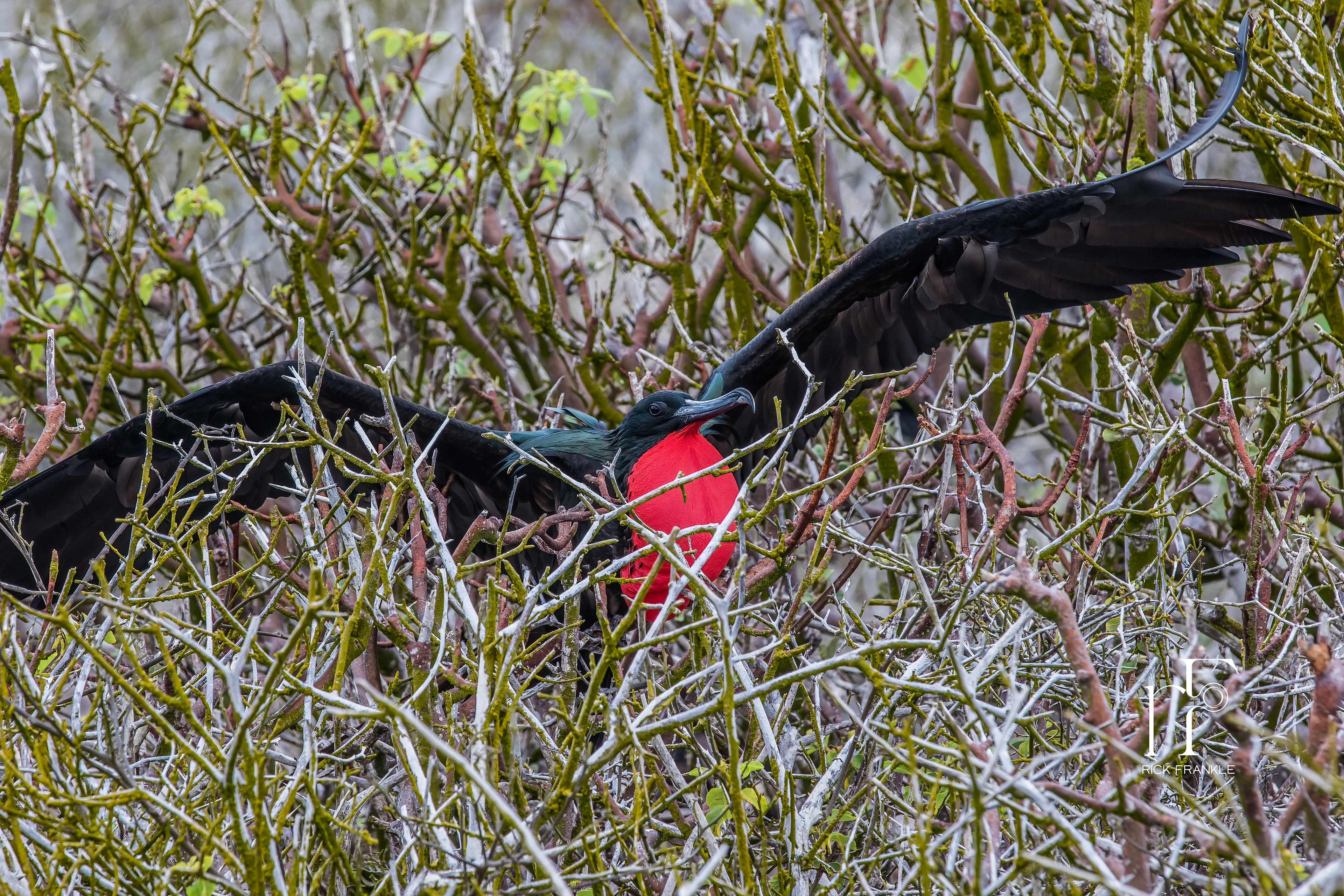 FRIGATE BIRD [PRINCE PHILLIP'S STEPS]