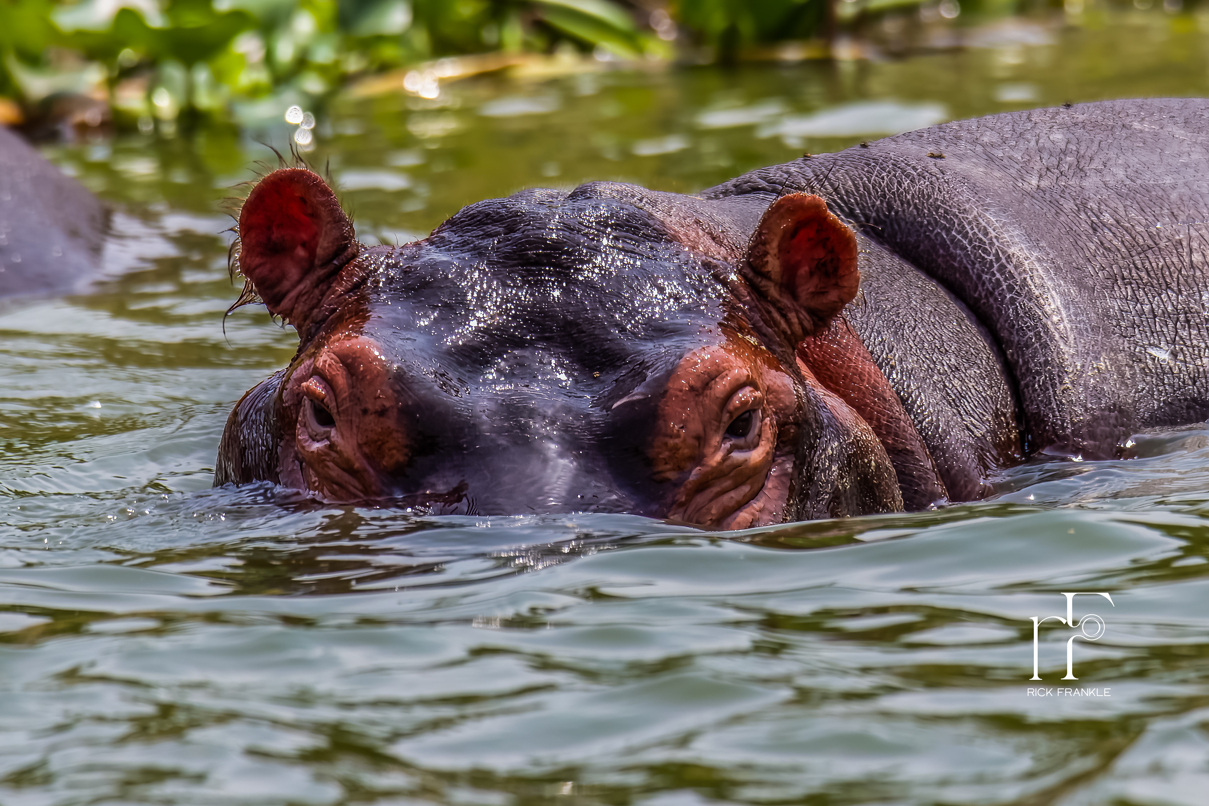 HIPPOPOTAMUS [KAZINGA CHANNEL]