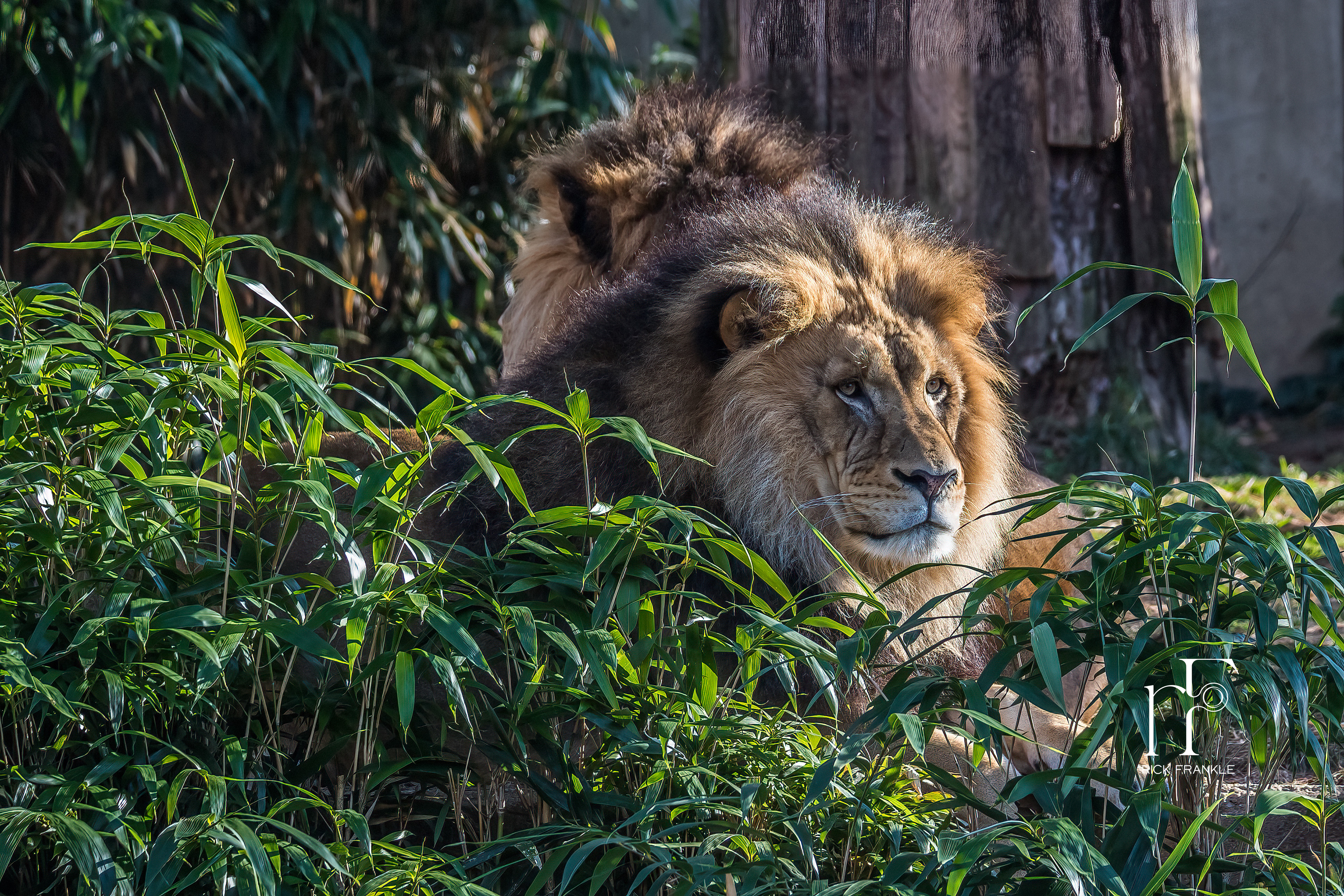 NATIONAL ZOO [WASHINGTON, DC]