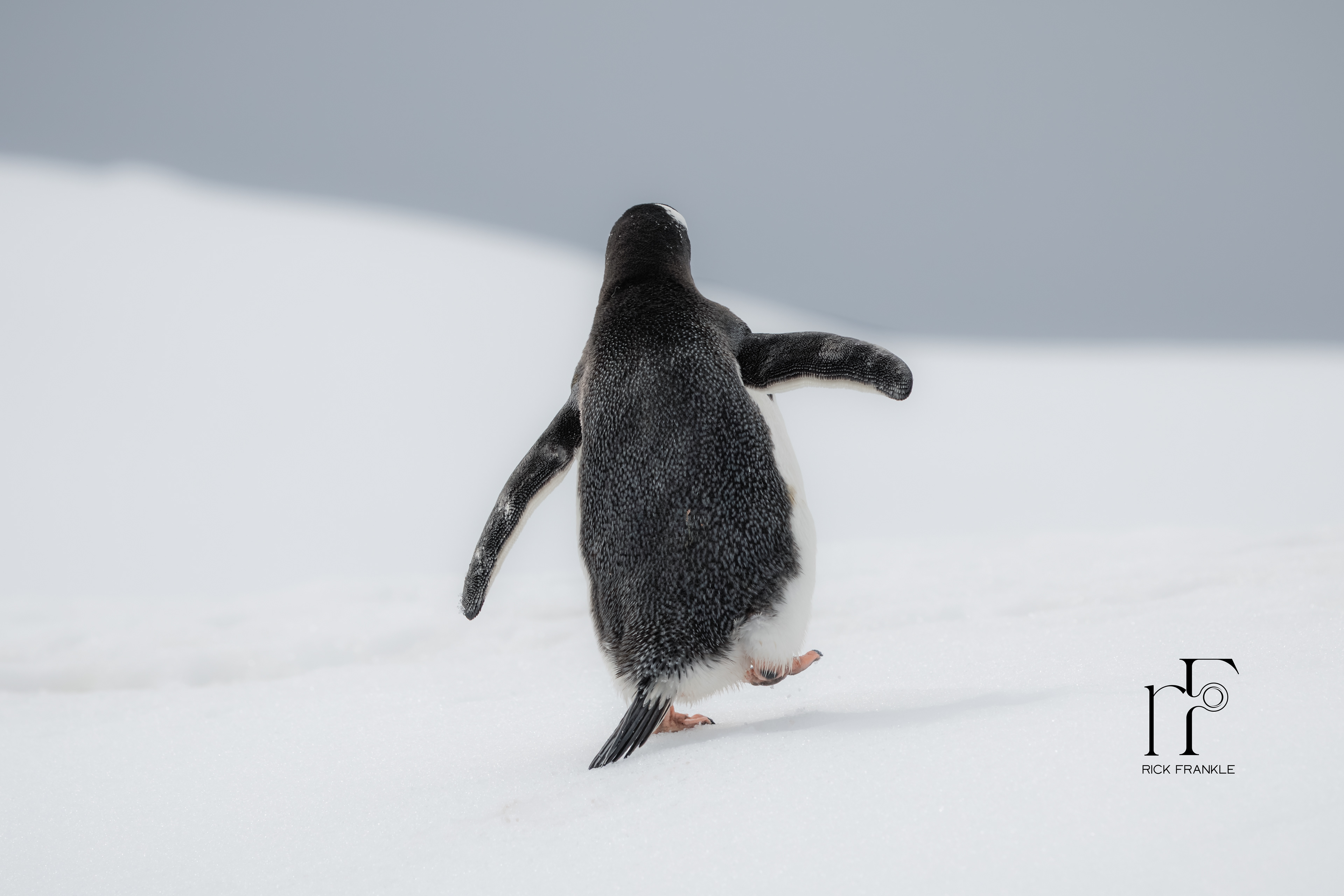 GENTOO PENGUIN [MIKKELSON HARBOUR]