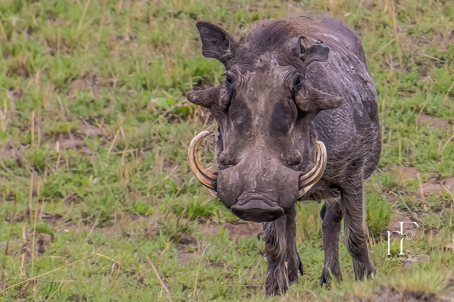 WARTHOG [SERENGETI]
