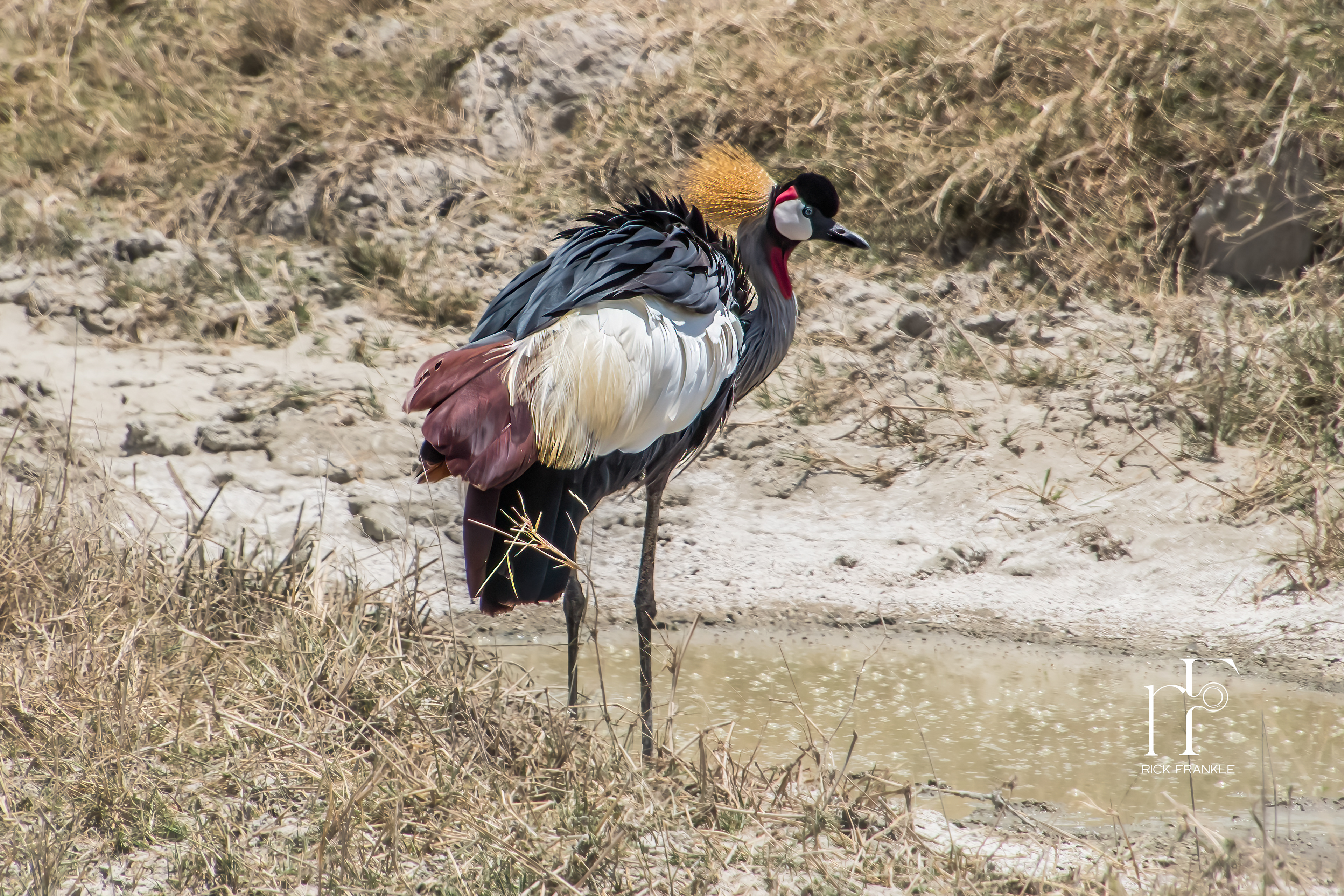 CROWNED CRANE [NGORONGORO CRATER]