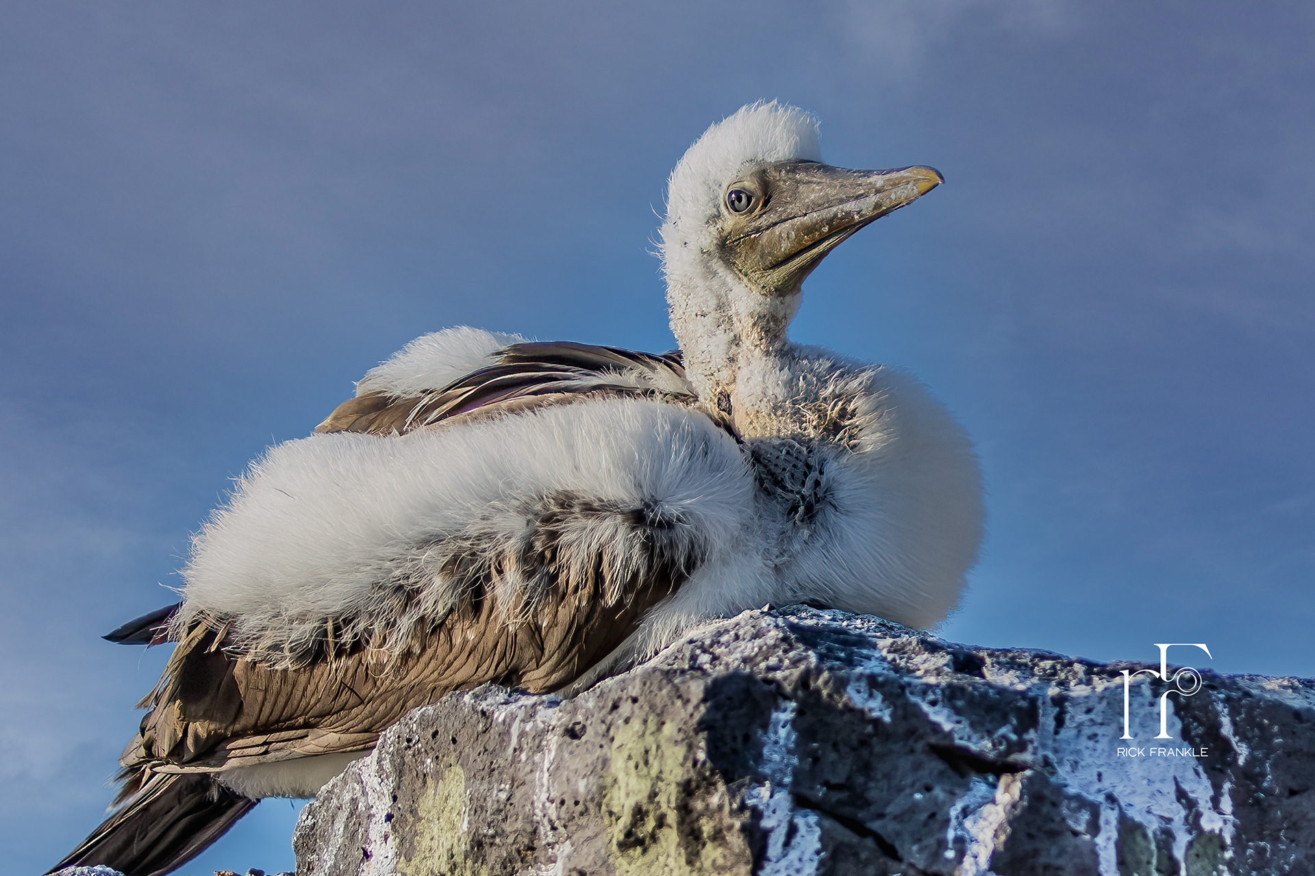 FLEDGLING NAZCA BOOBY[SUAREZ POINT]