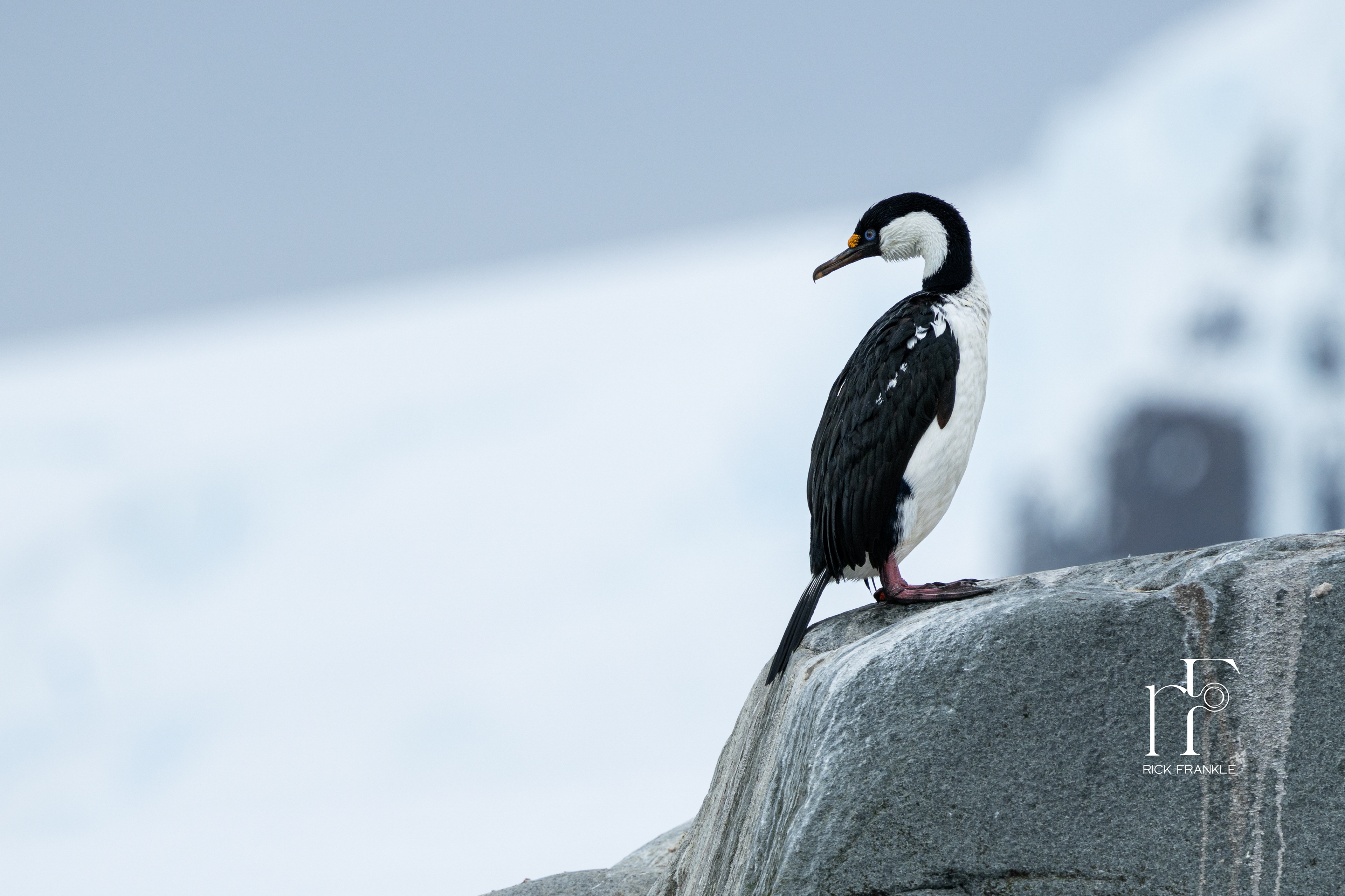 ANTARCTIC SHAG [MIKKELSON HARBOUR]