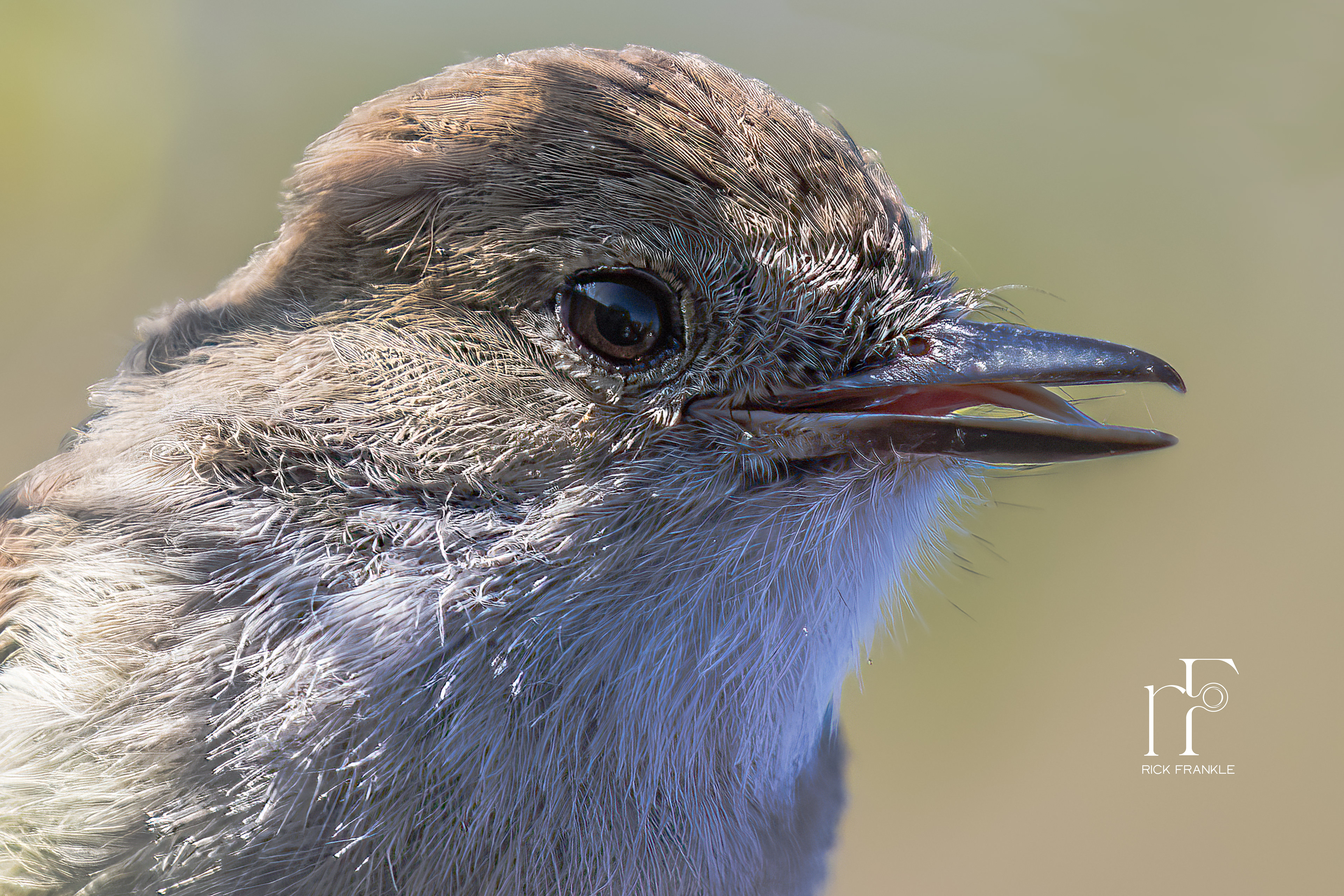 GALÁPAGOS FLYCATCHER [EAGAS POINT]