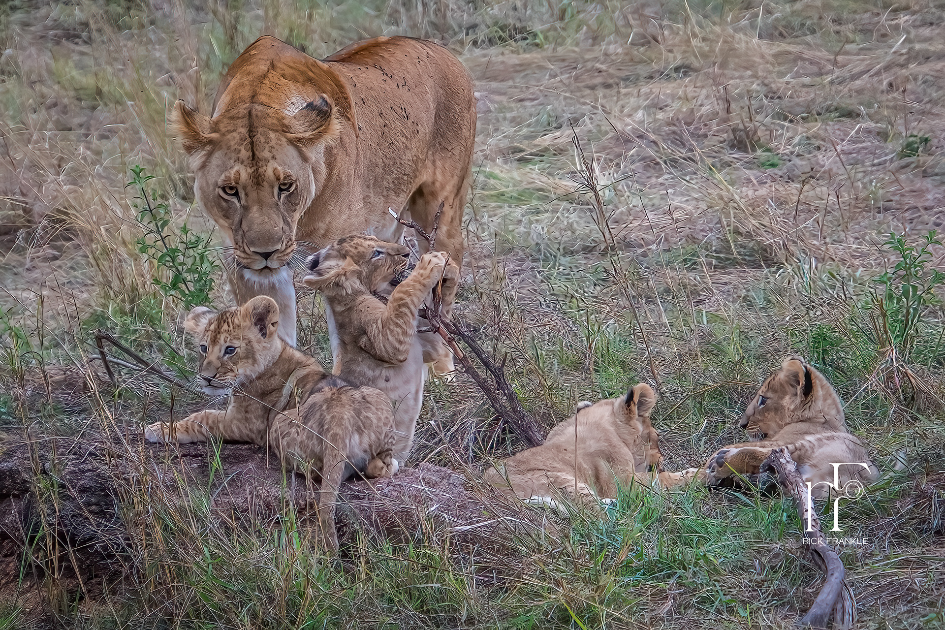 LION PRIDE [SERENGETI]