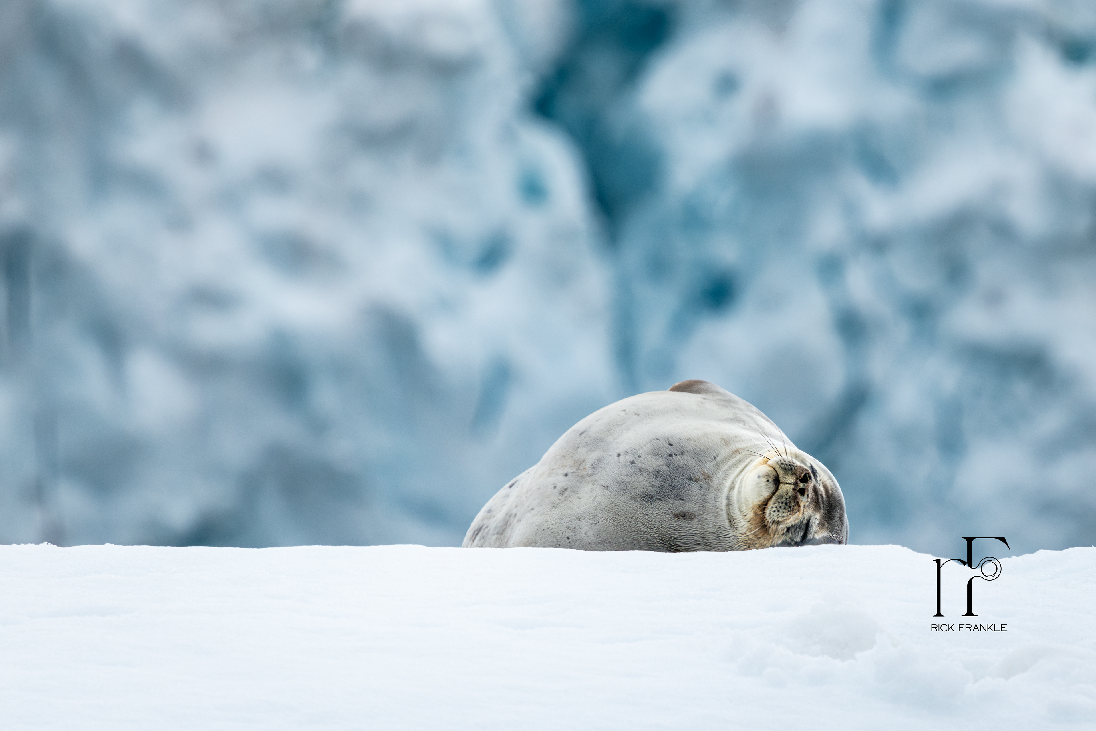 WEDDELL SEAL [NEKO HARBOUR]