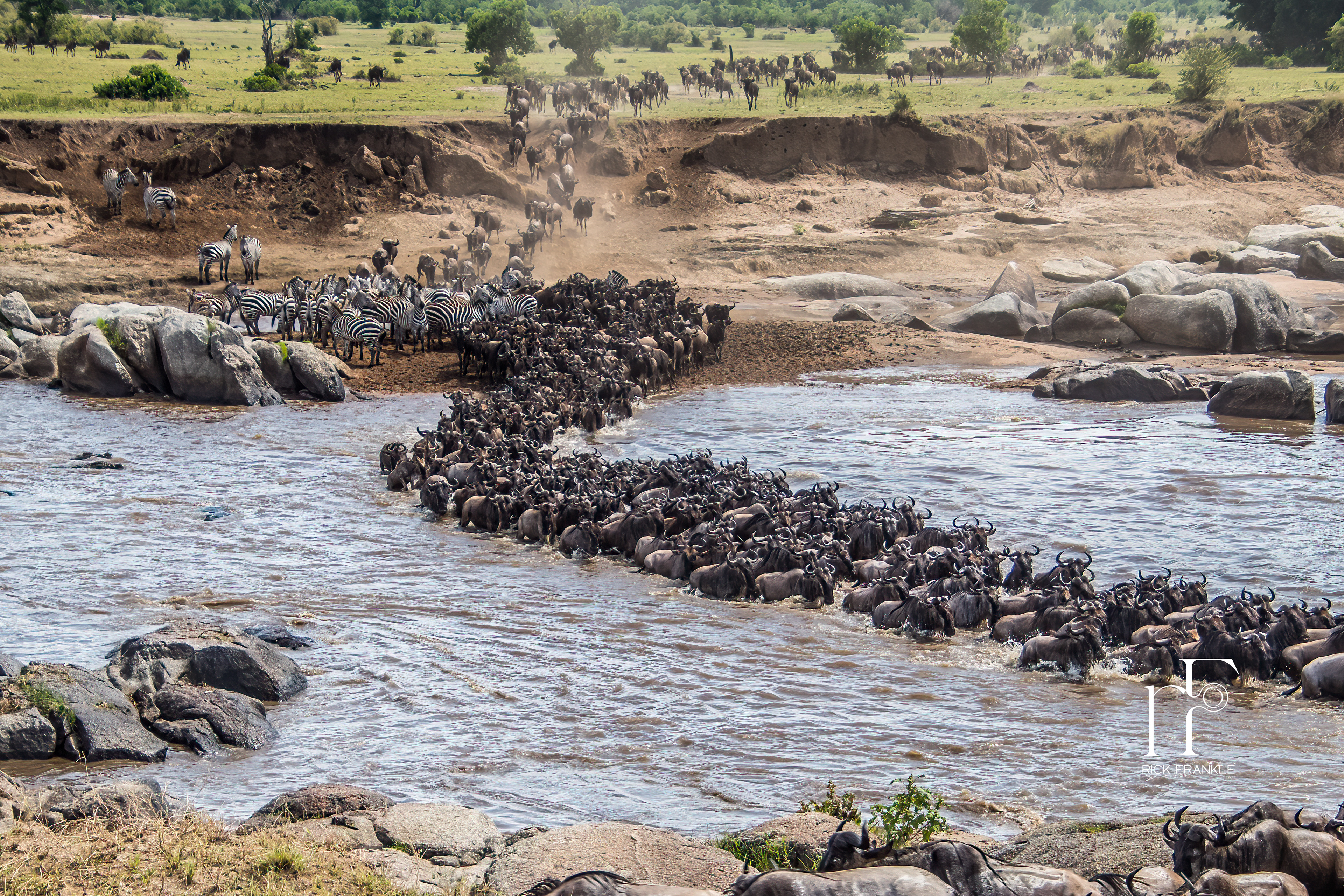 THE GREAT MIGRATION [SERENGETI]