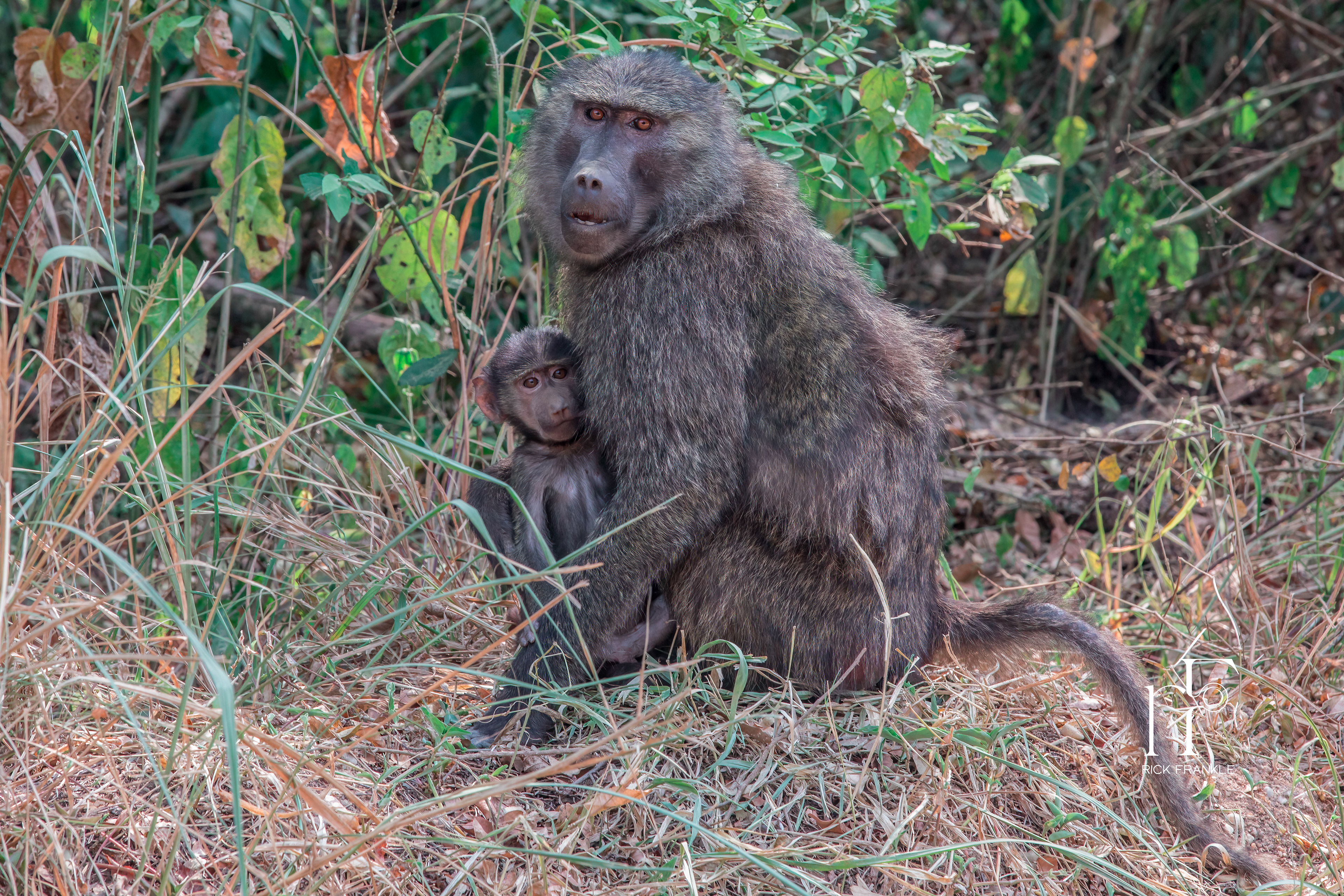 BABOONS [QUEEN ELIZABETH NATIONAL PARK]