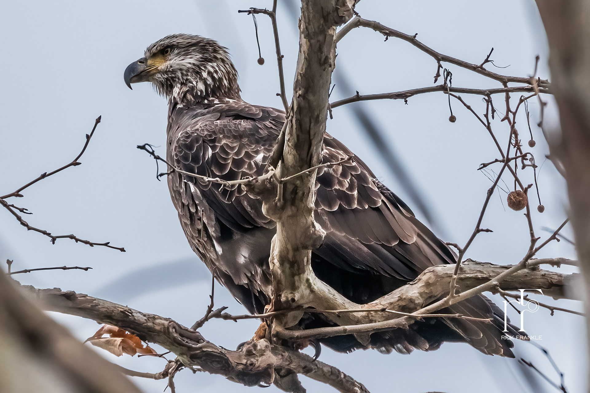 JUVENILE BALD EAGLE [CONOWINGO DAM]