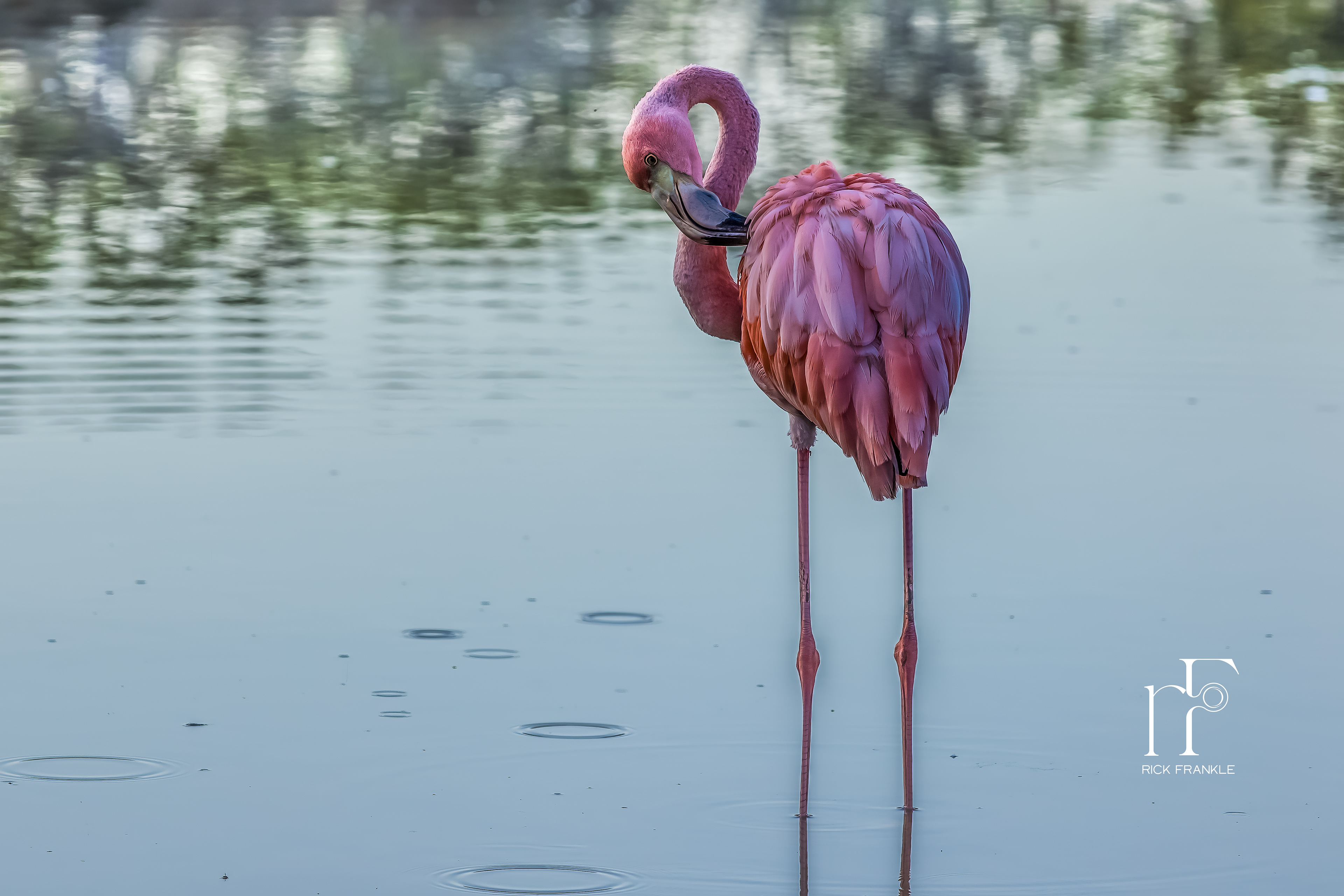 FLAMINGO [BACHUS BEACH]