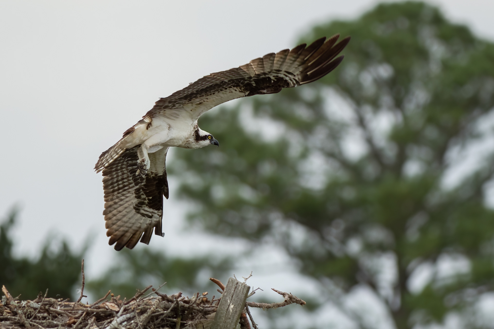 OSPREY
