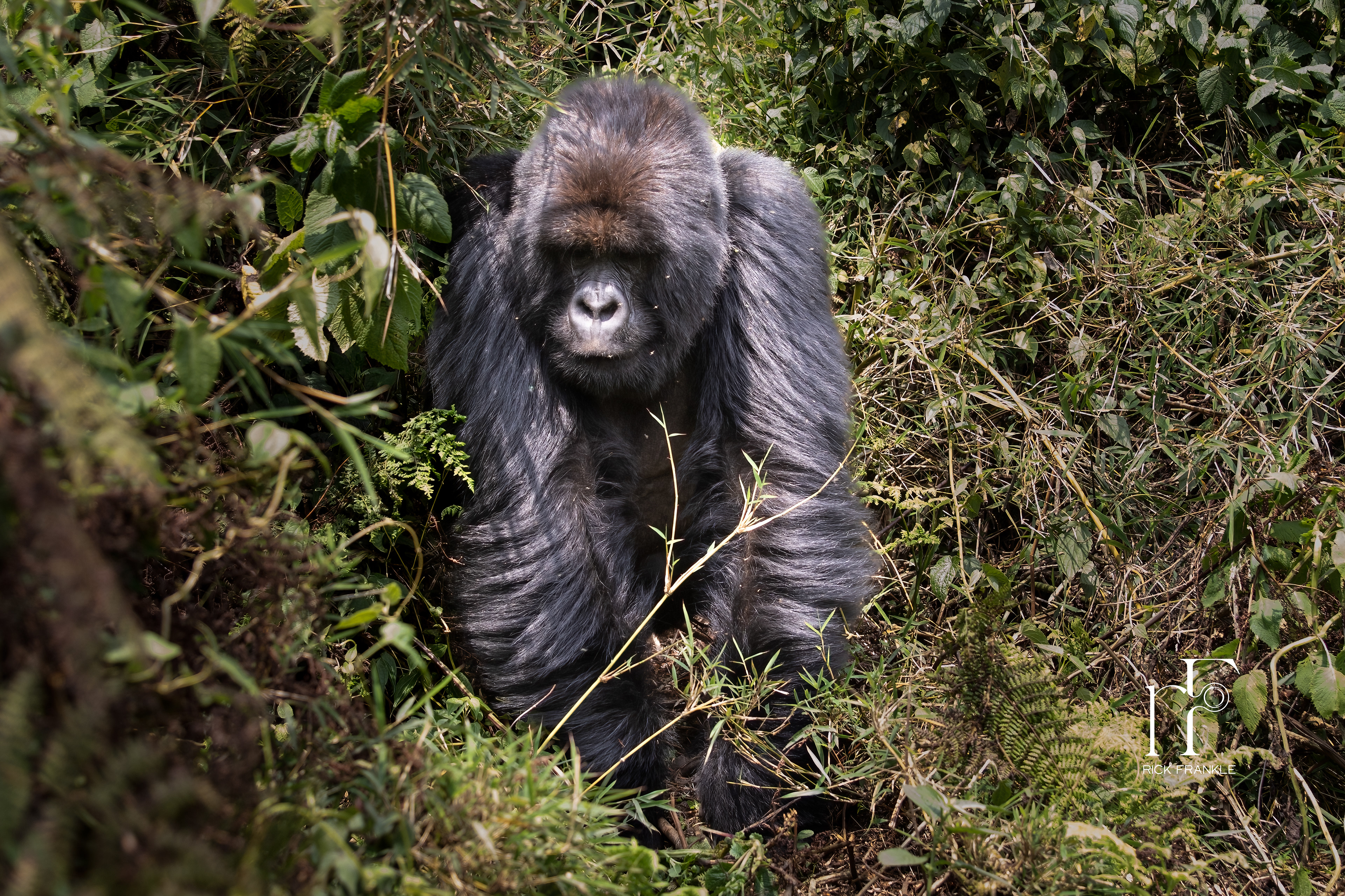VOLCANOES NATIONAL PARK [RWANDA]