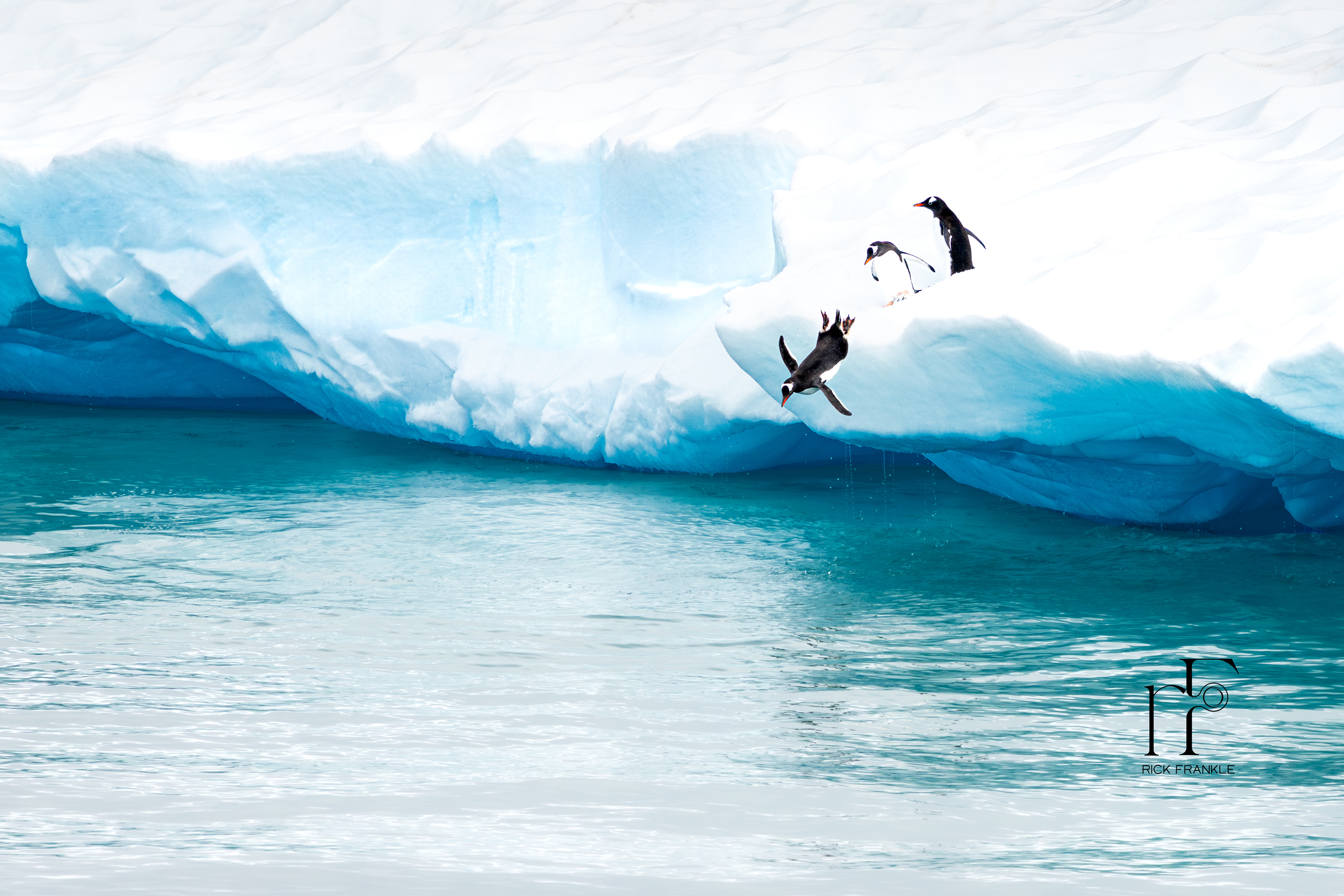 GENTOO PENGUINS [SOUTHERN OCEAN]