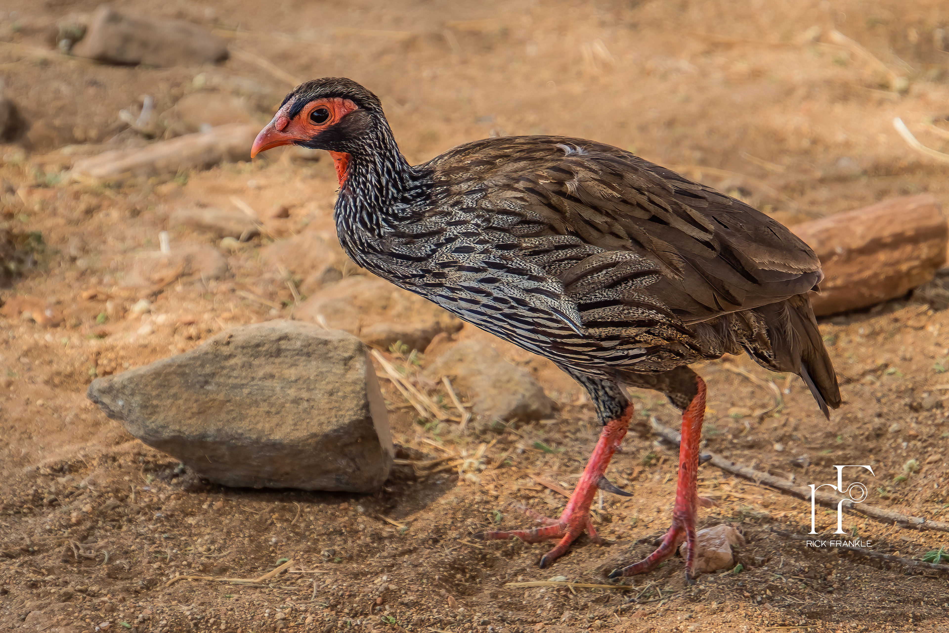 RED-NECKED SPURFOWL [TARANGIRE]