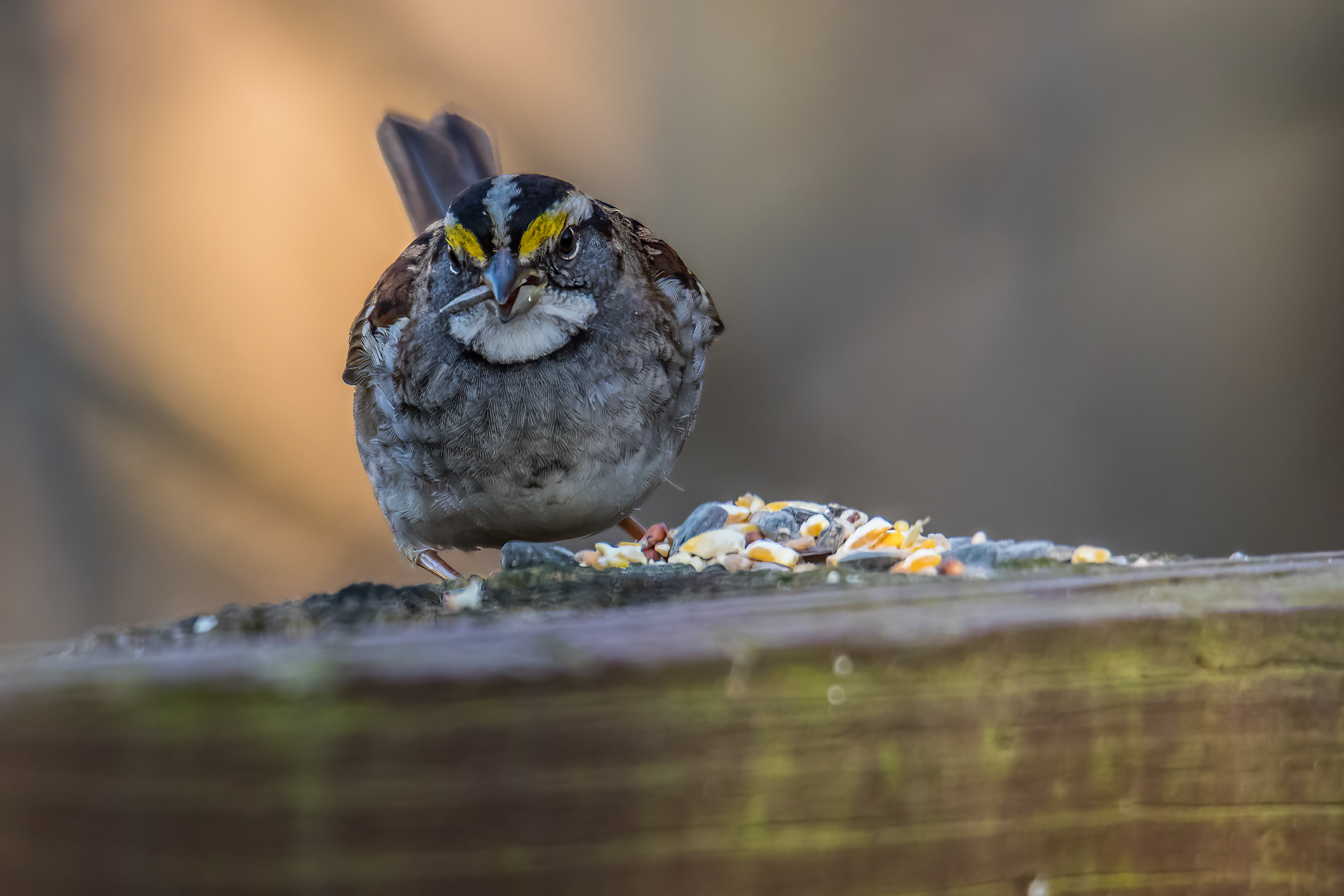 WHITE-THROATED SPARROW