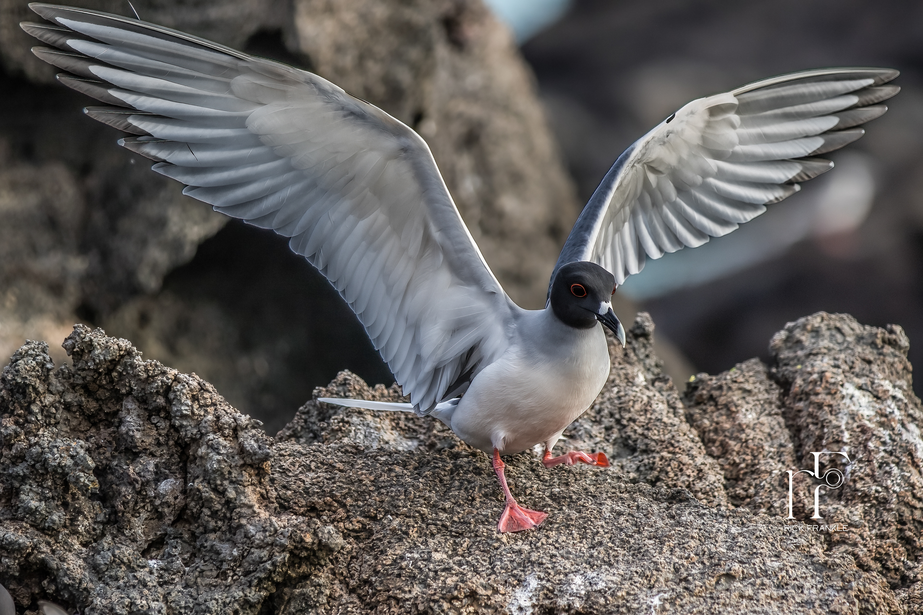 SWALLOW-TAILED GULL [DARWIN BAY]
