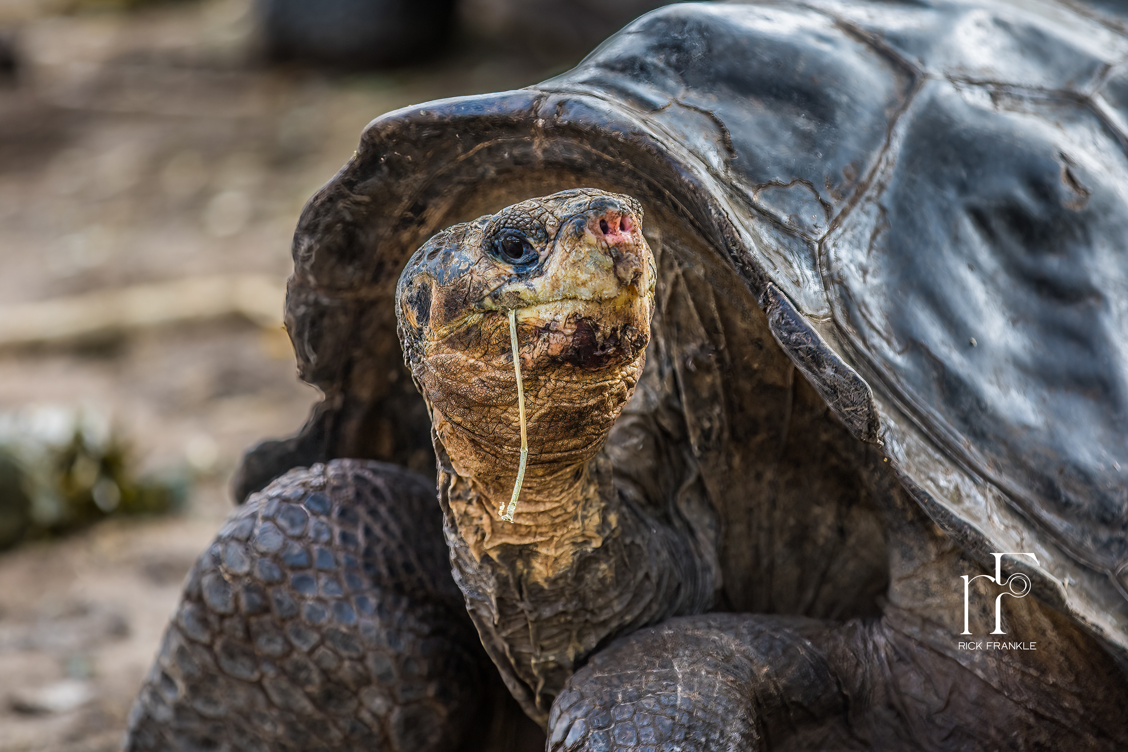 GALÁPAGOS GIANT TORTOISE [DARWIN RESEARCH STATION]