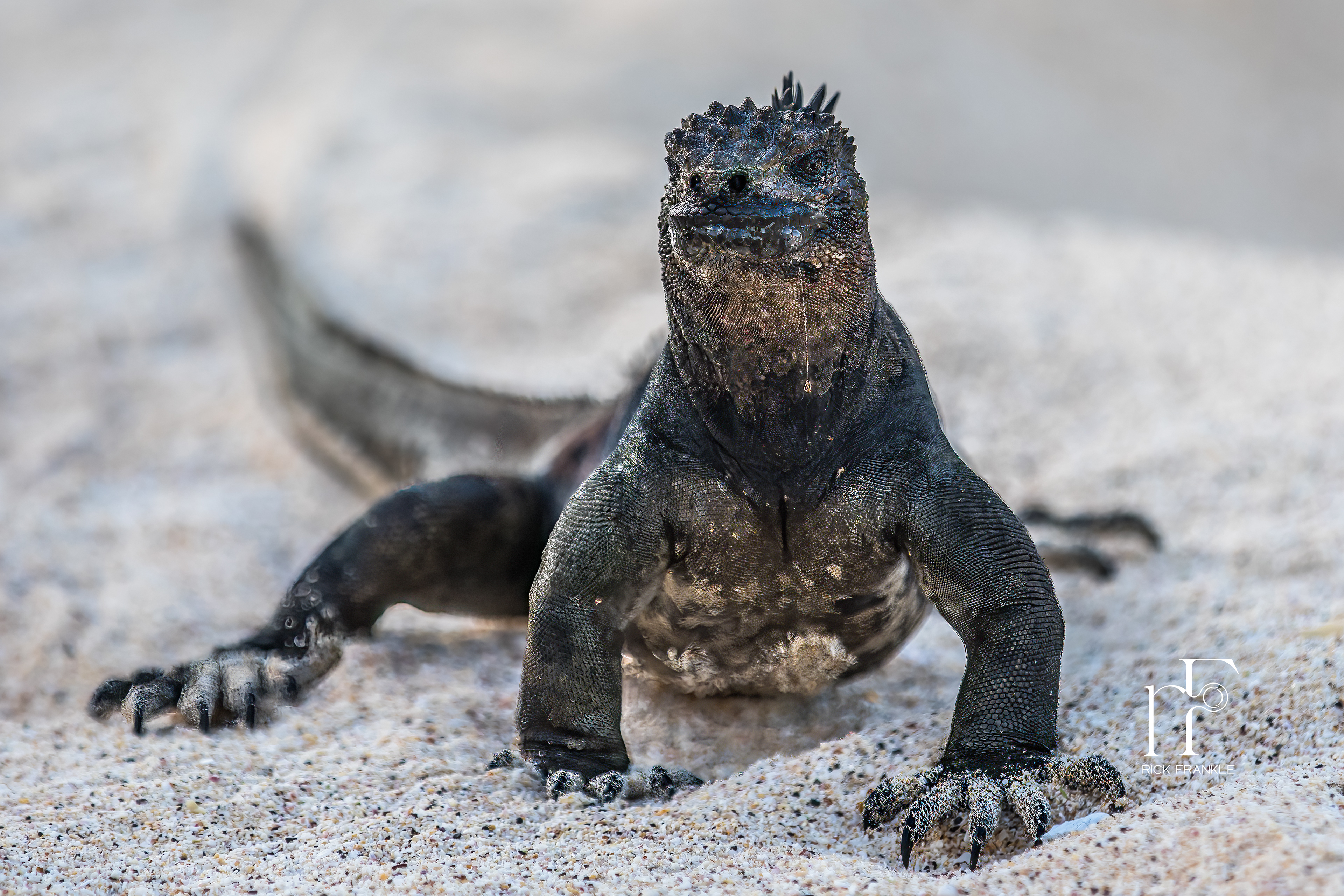 MARINE IGUANA [BACHAS BEACH]