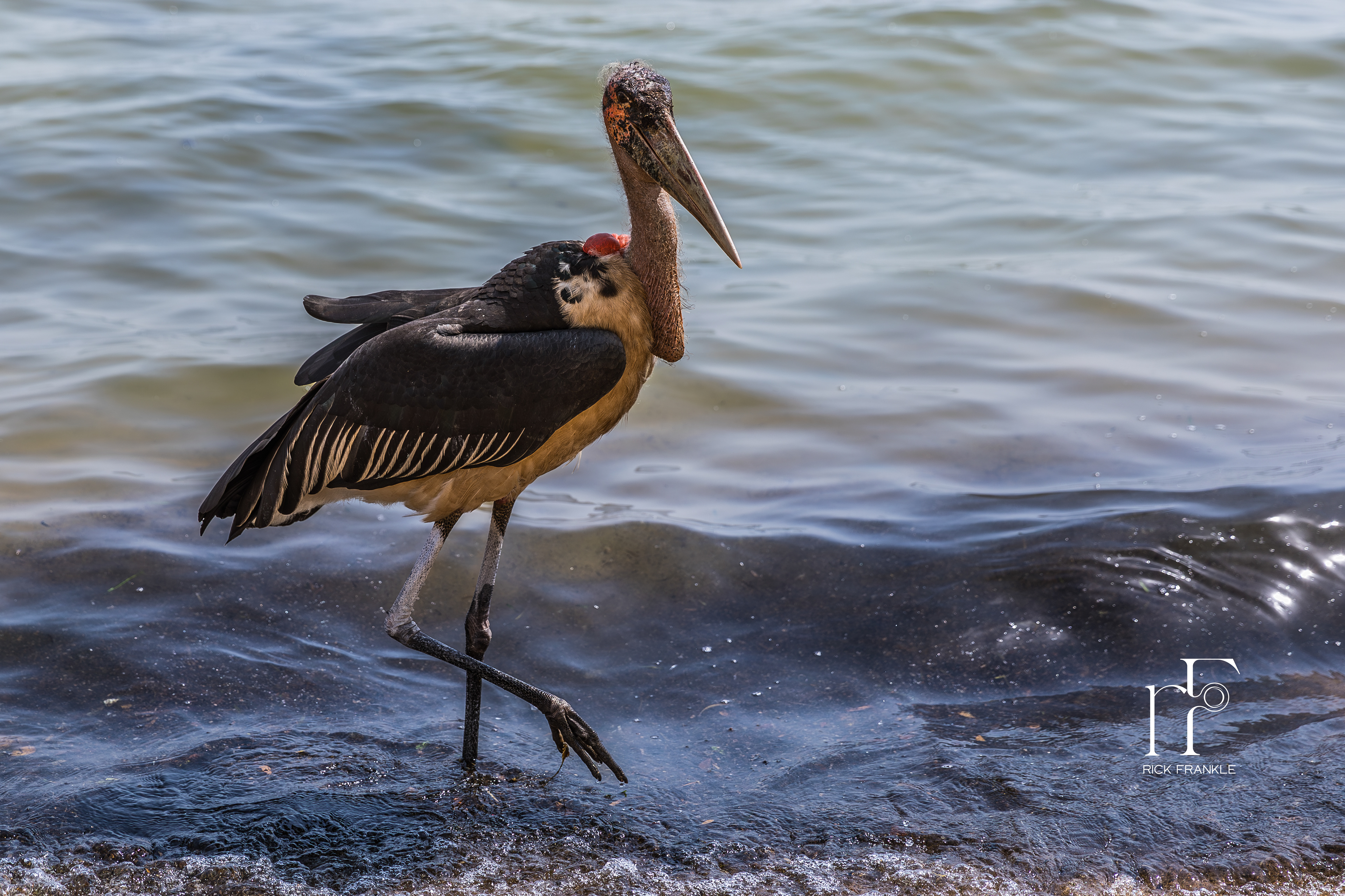 MARIBOU STORK ON LAKE VICTORIA [ENTEBBE]