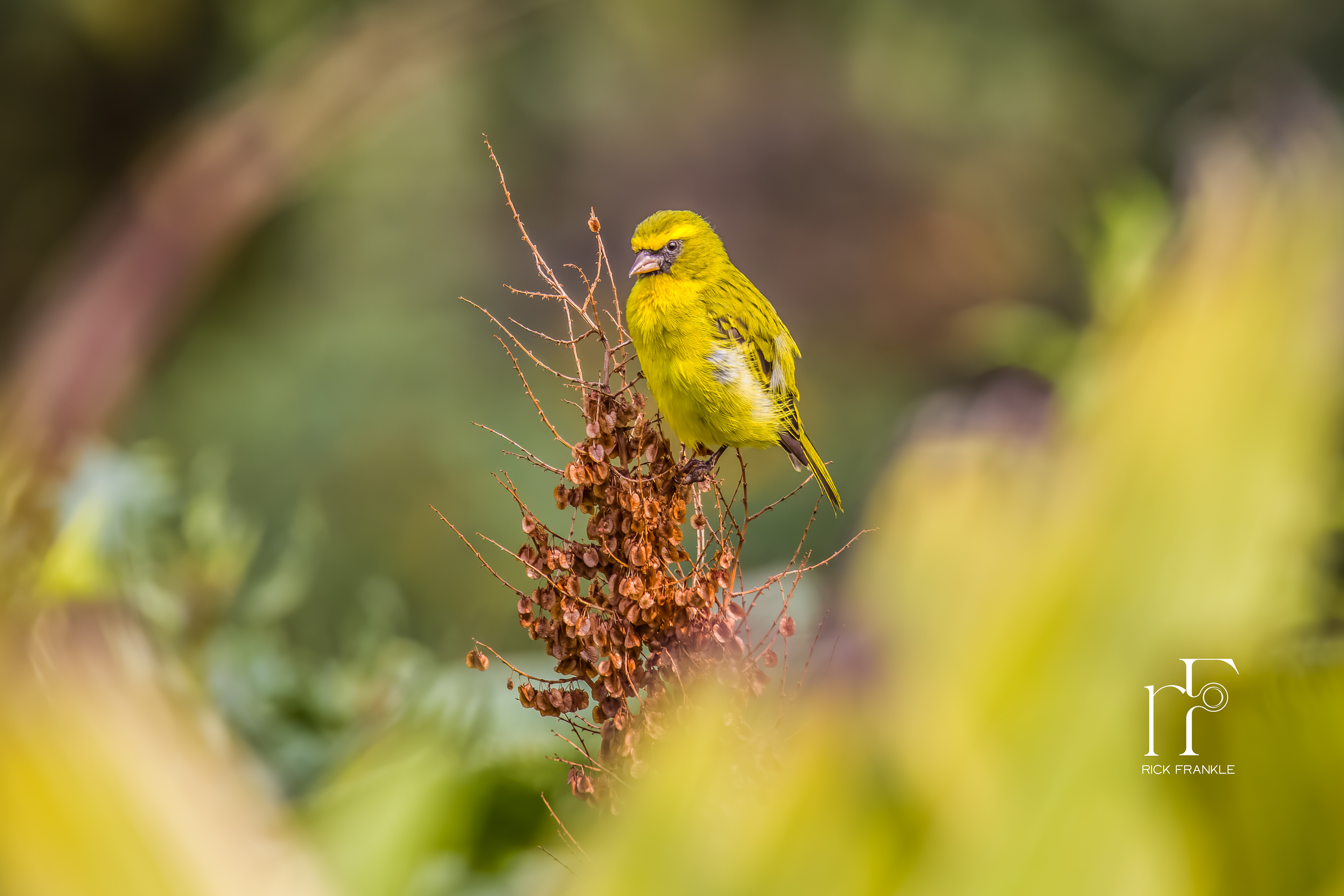 BRIMSTONE CANARY [VIRUNGA]