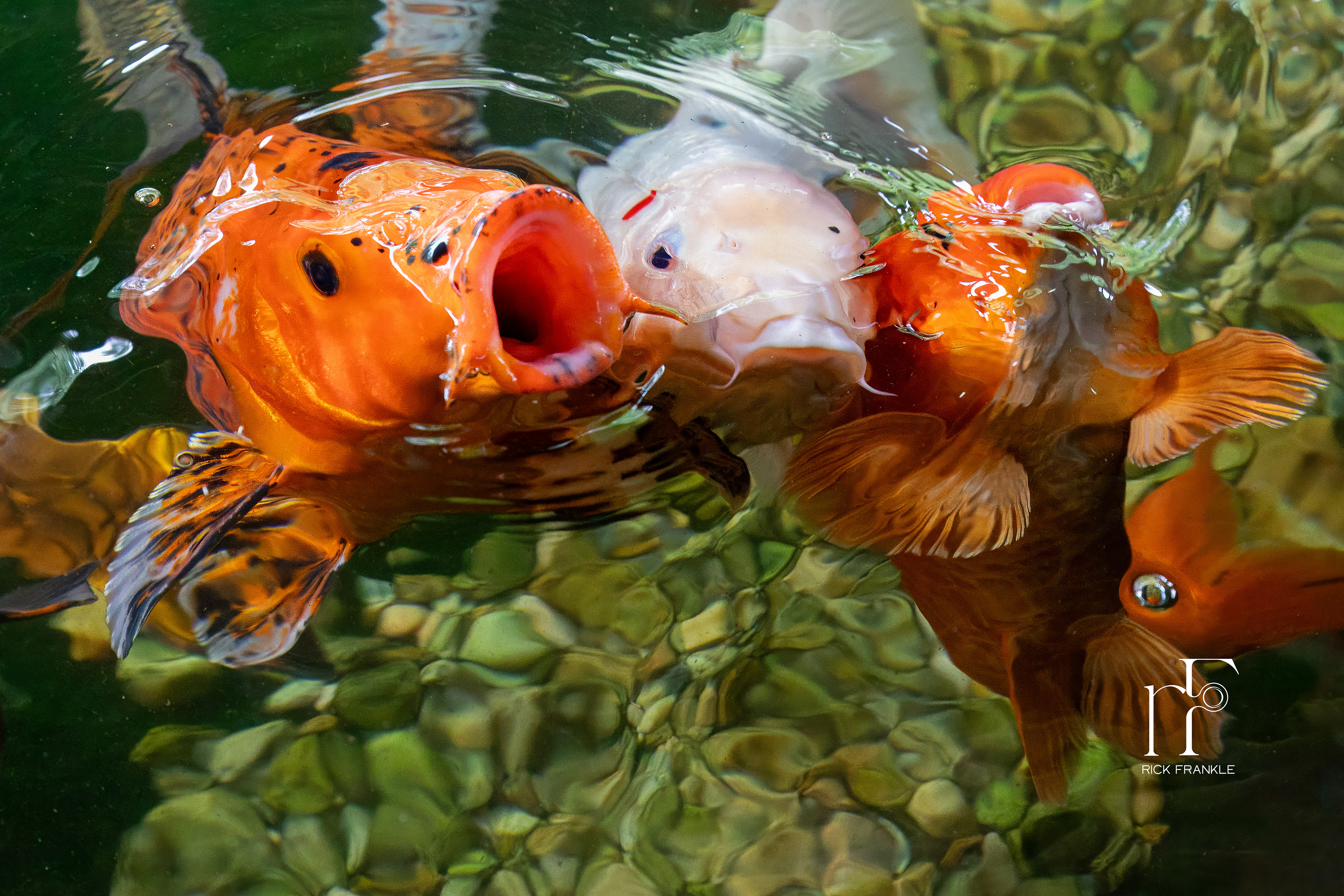 CATOCTIN WILDLIFE PRESERVE [THURMONT, MARYLAND]