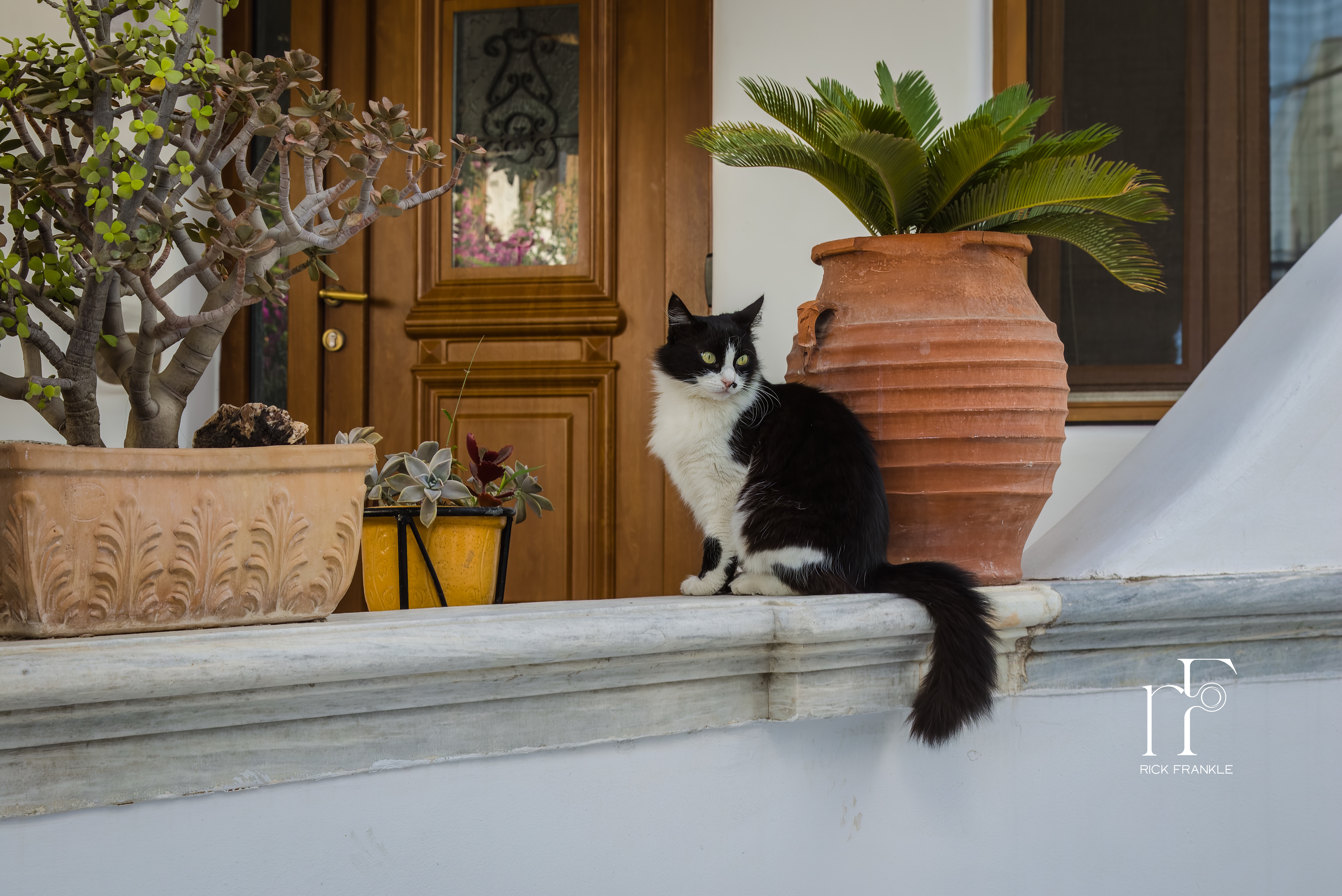 AEGEAN CAT [MYKONOS]