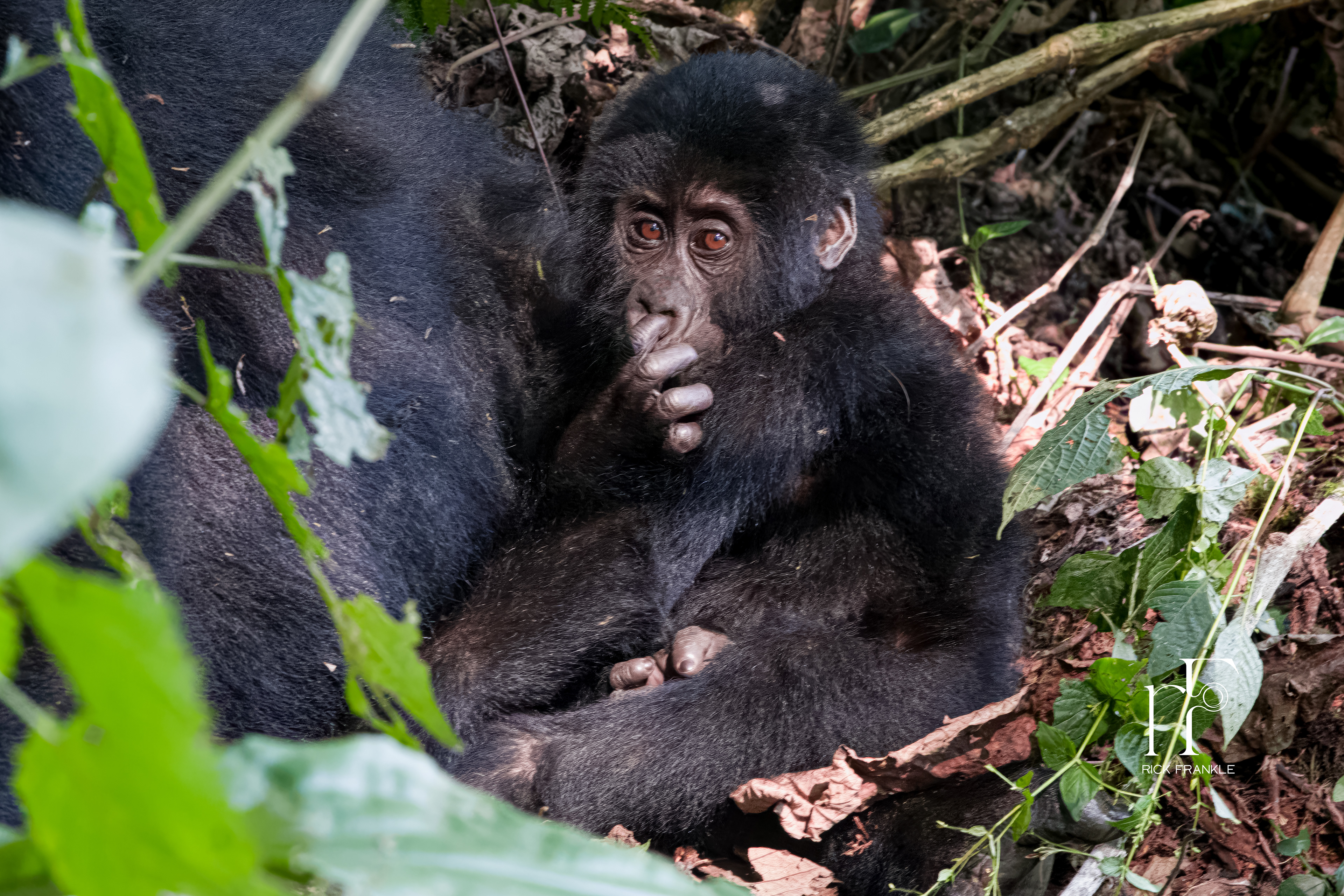 BWINDI IMPENETRABLE FOREST [UGANDA]