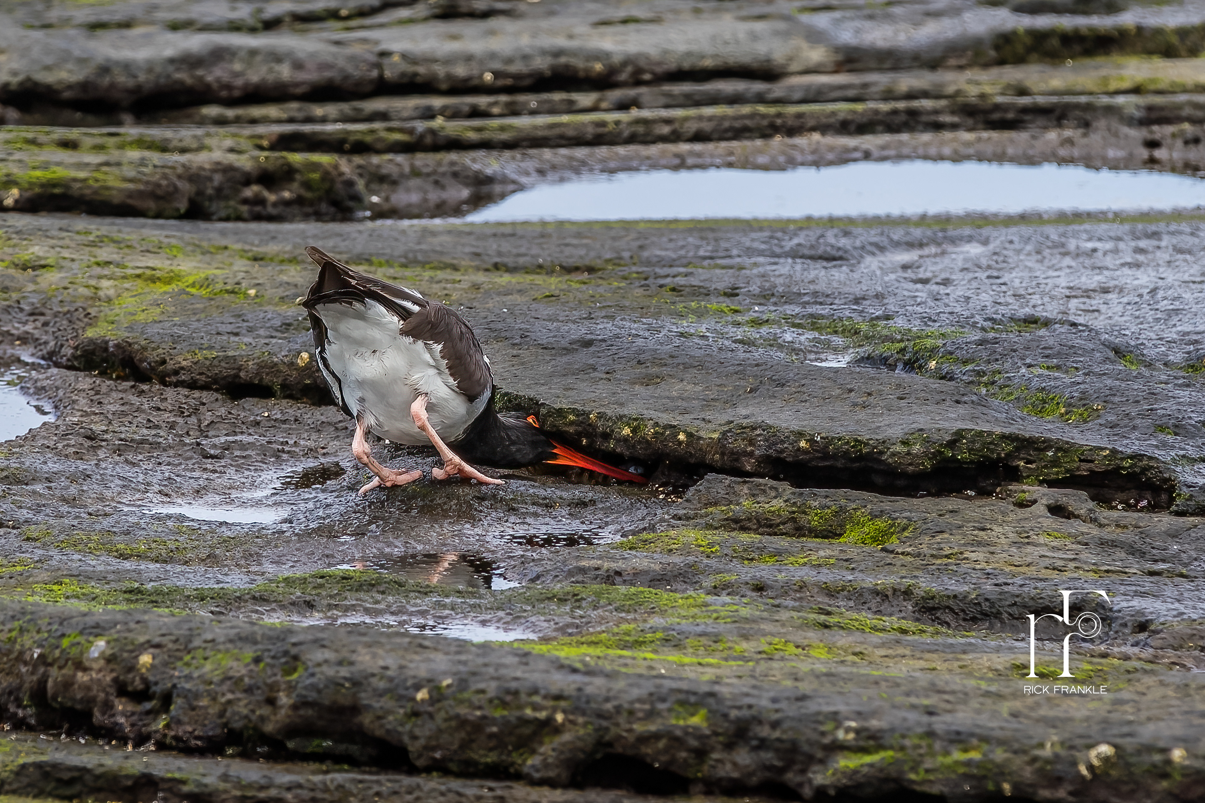 OYSTER CATCHER [EAGAS POINT]
