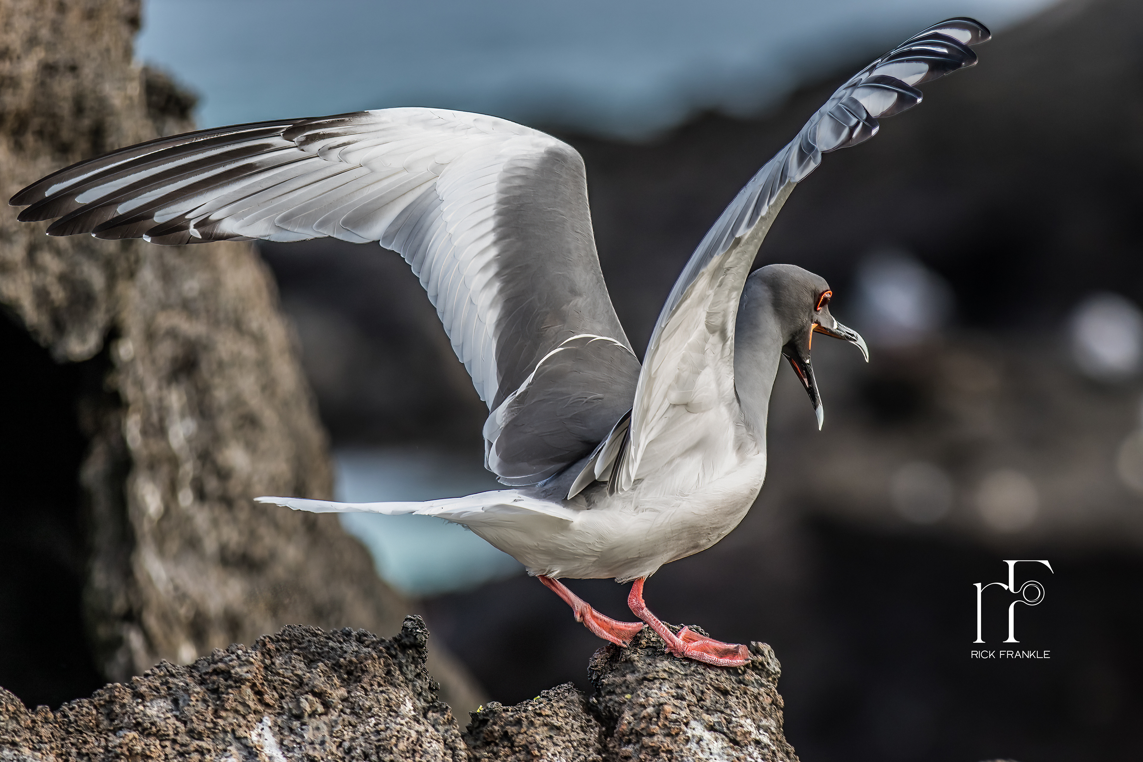 SWALLOW-TAILED GULL [DARWIN BAY]