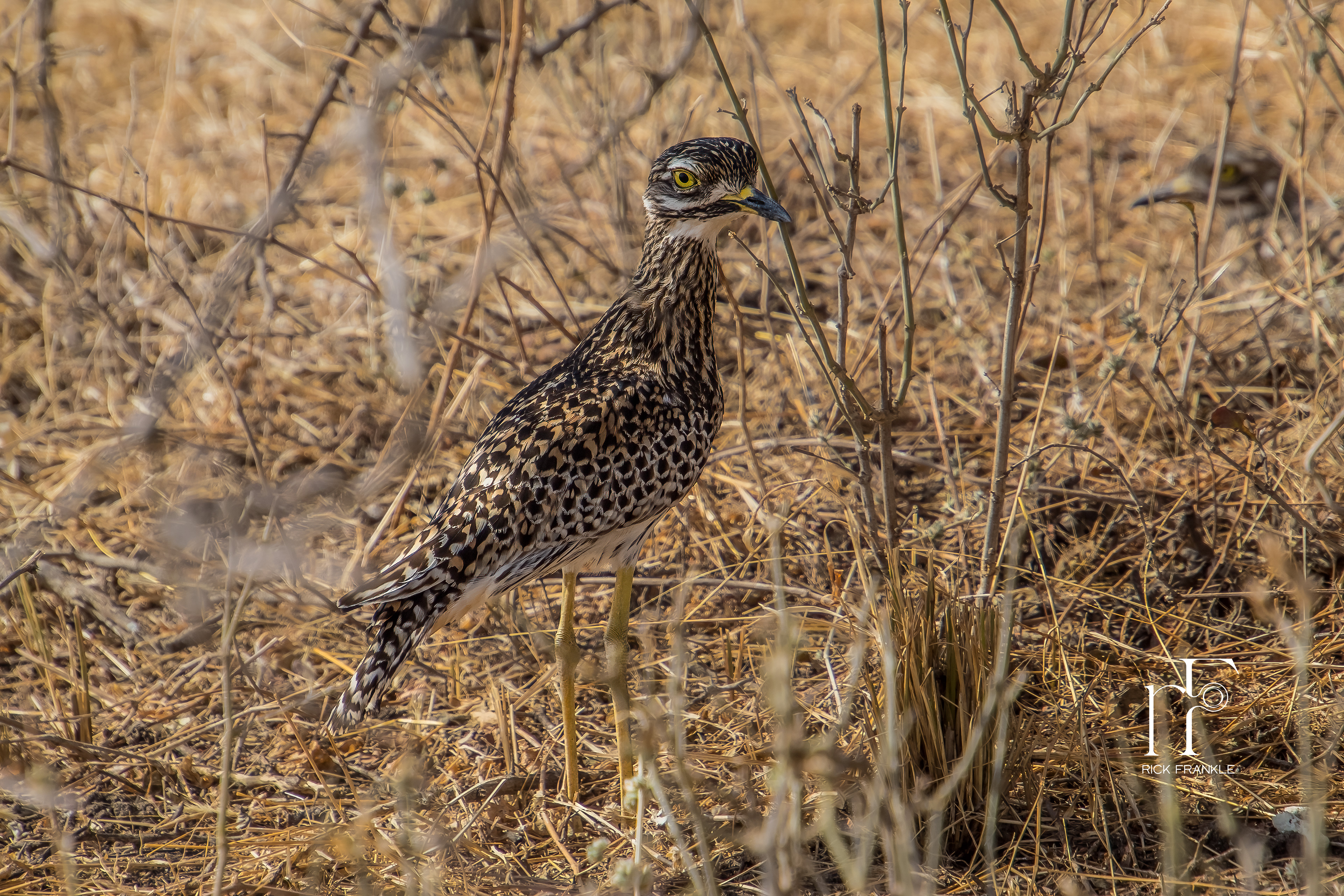 WHITE-BELLIED BUSTARD [TARANGIRE]