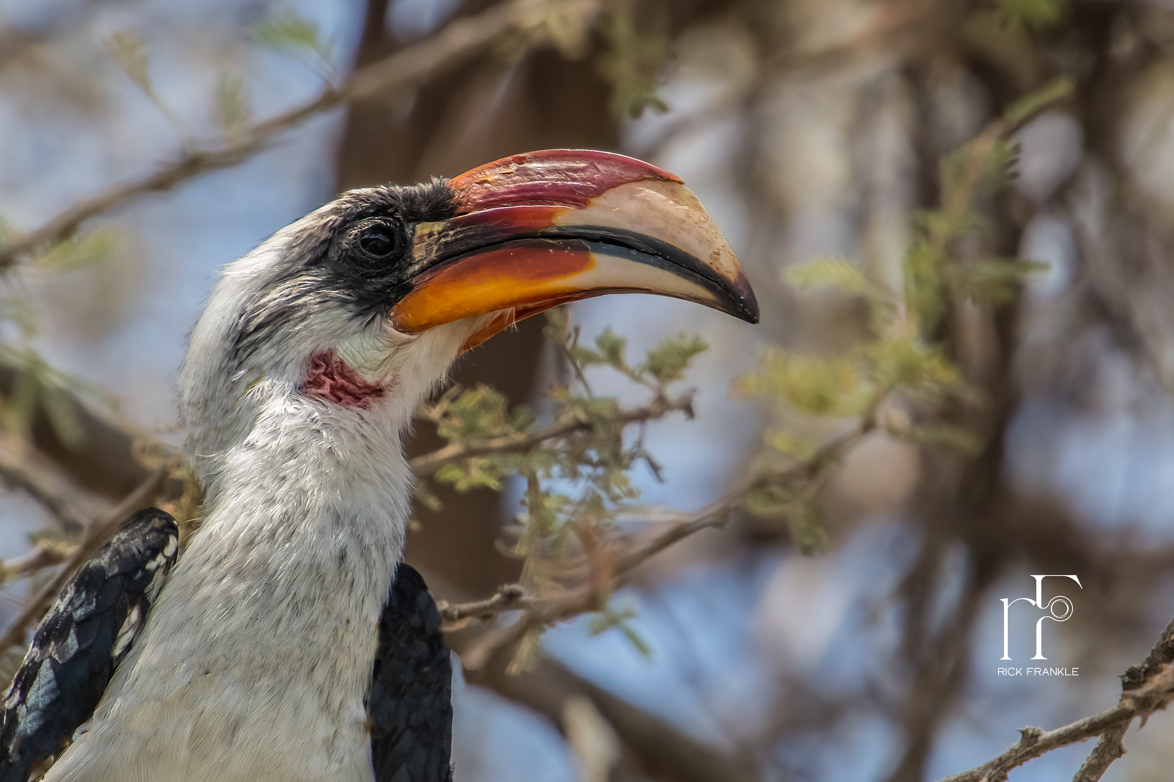 VON DER DECKEN'S HORNBILL [TARANGIRE]