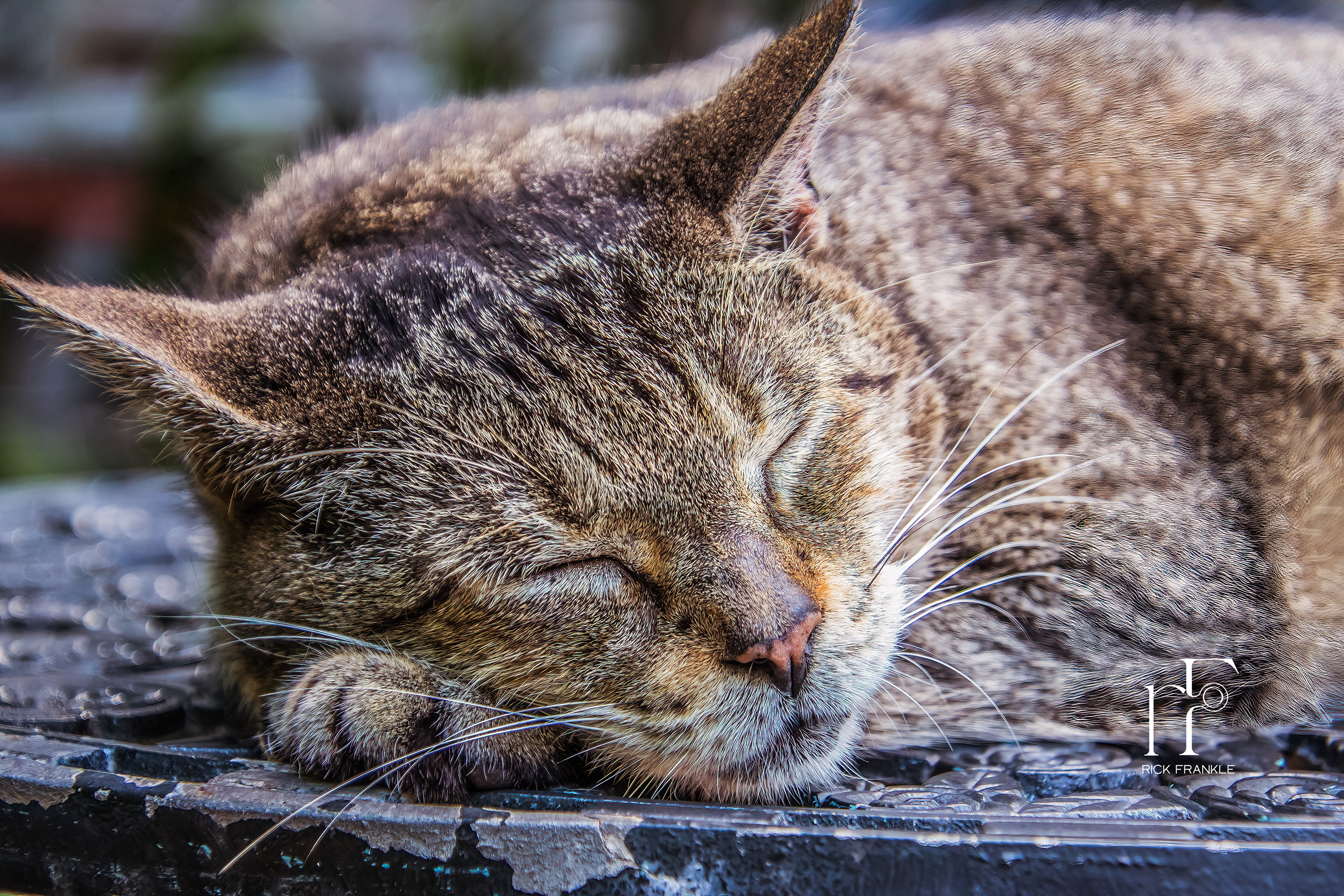 SIX TOED CAT [KEY WEST, FLORIDA]