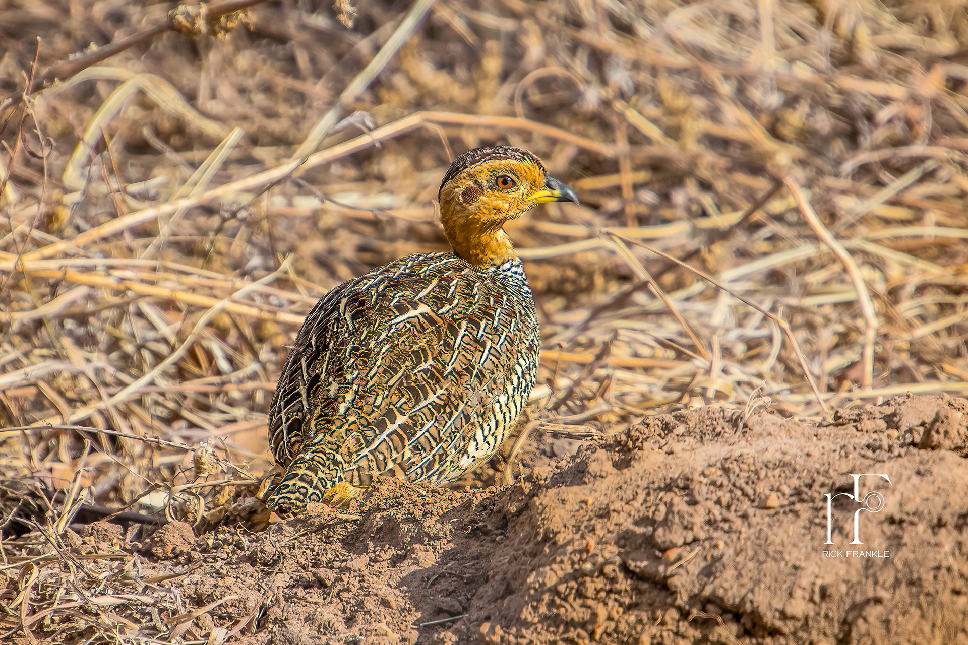 COQUOI FRANCOLIN [TARANGIRE]