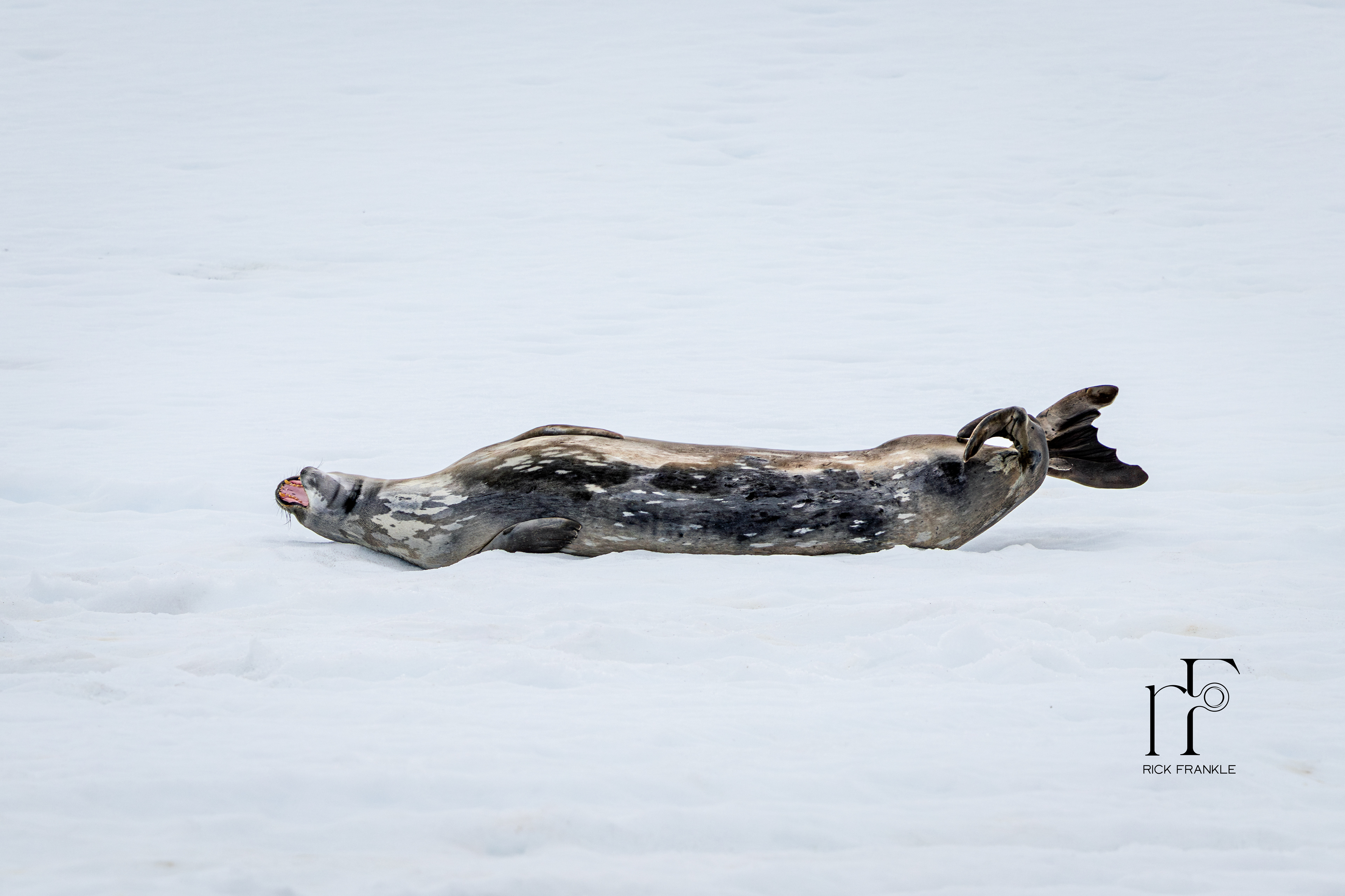CRABEATER SEAL [MIKKELSON HARBOUR]
