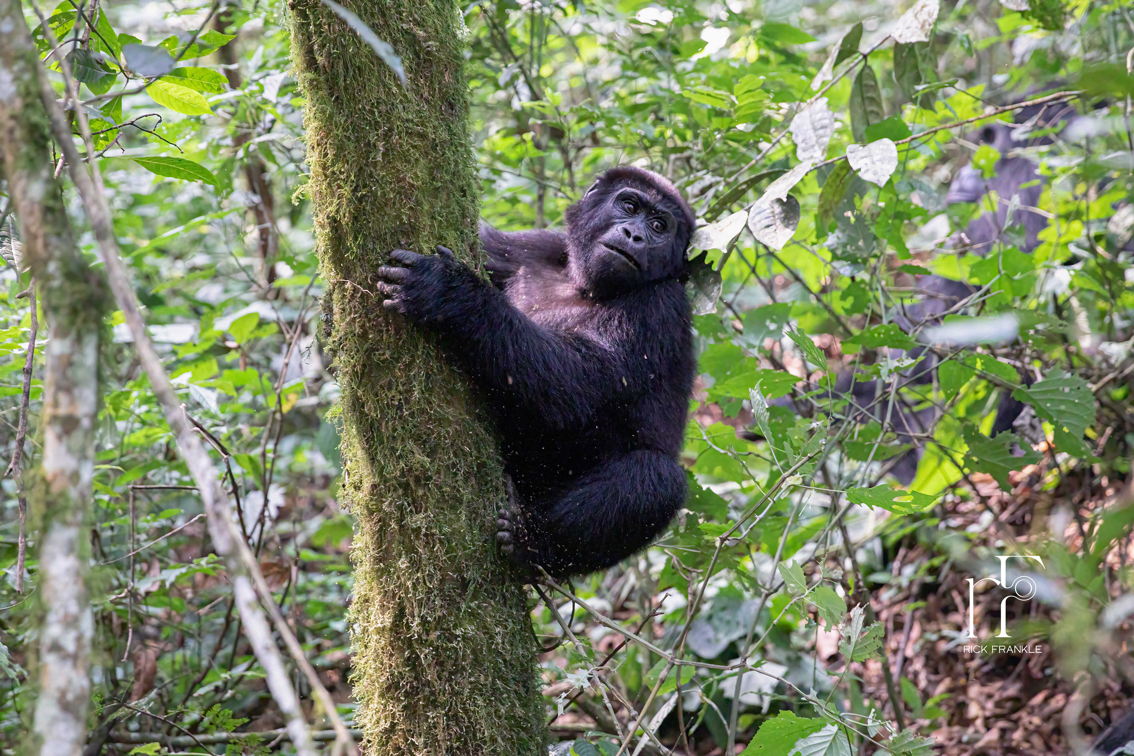 BWINDI IMPENETRABLE FOREST [UGANDA]