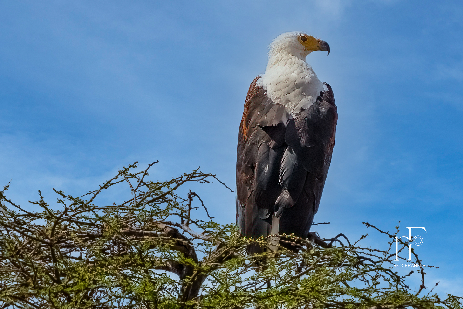 AFRICAN FISH EAGLE [TARANGIRE]
