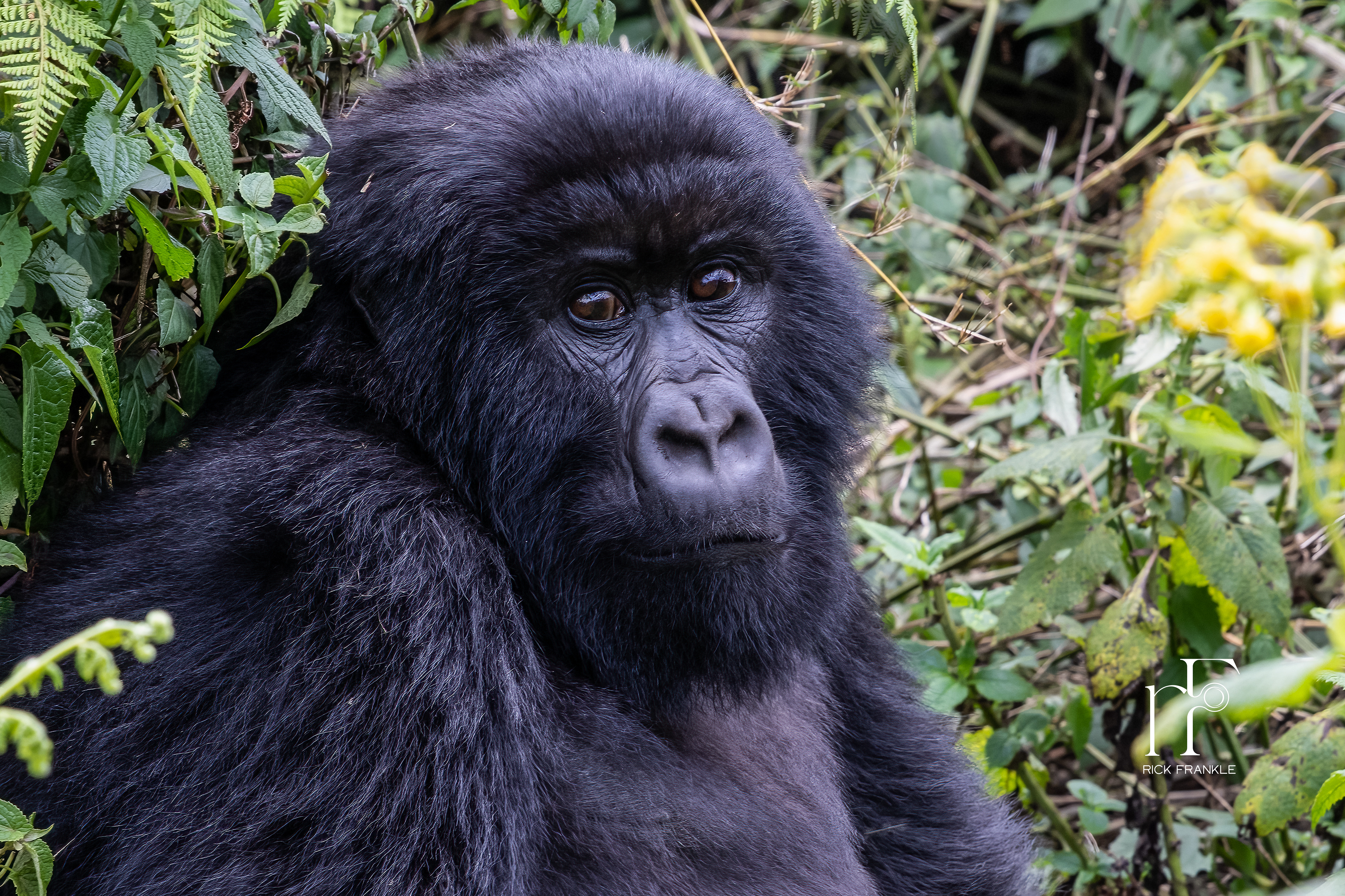 VOLCANOES NATIONAL PARK [RWANDA]