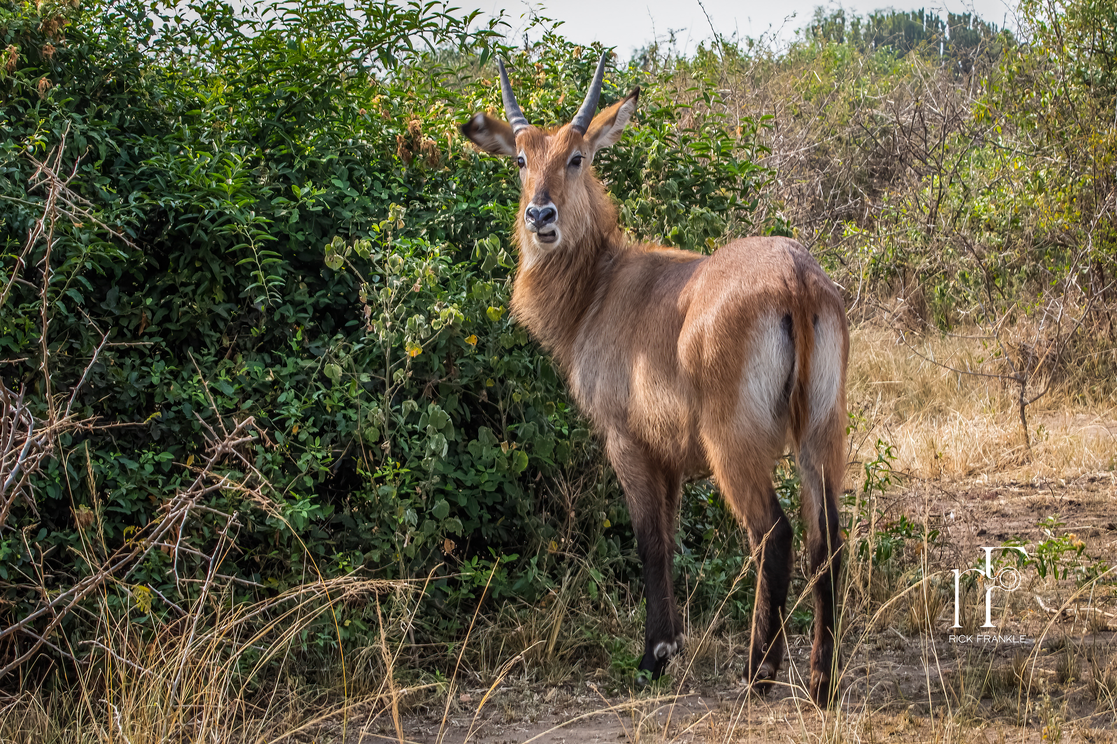 DEFAZZA WATERBUCK [KAZINGA CHANNEL]
