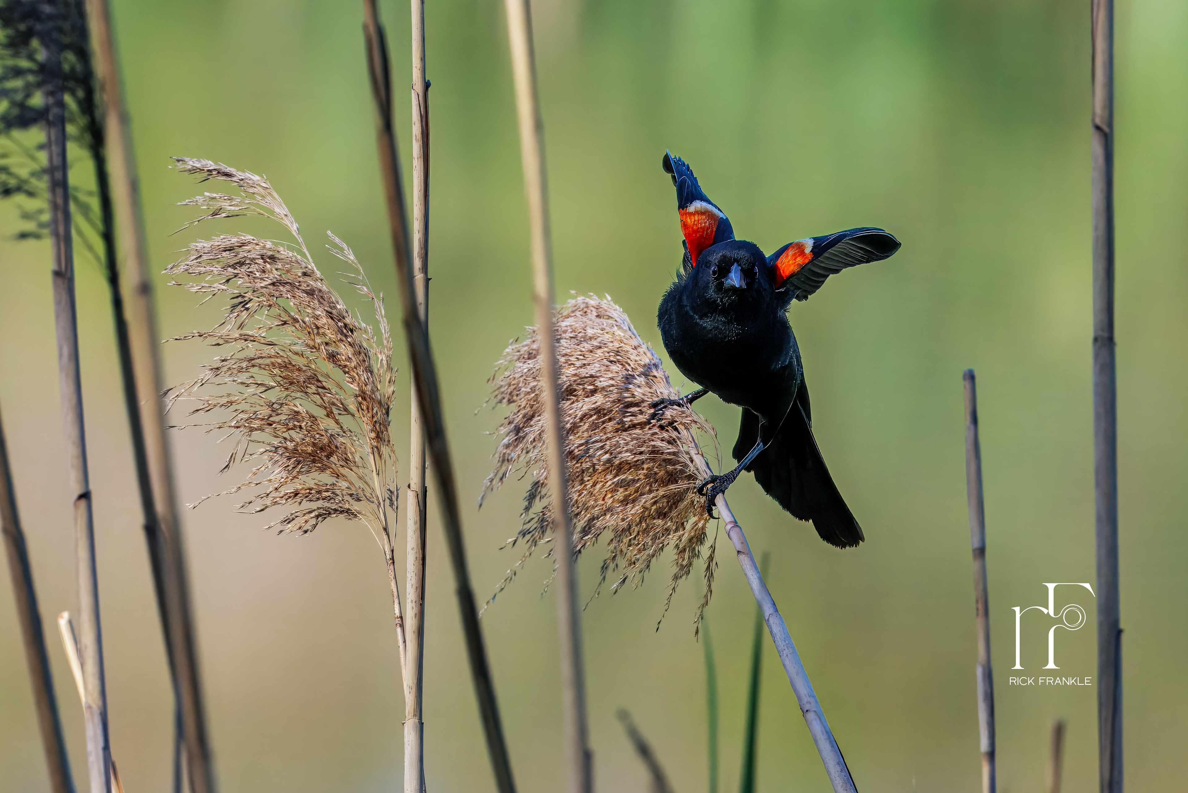 RED-WINGED BLACKBIRD [MARINER POINT]