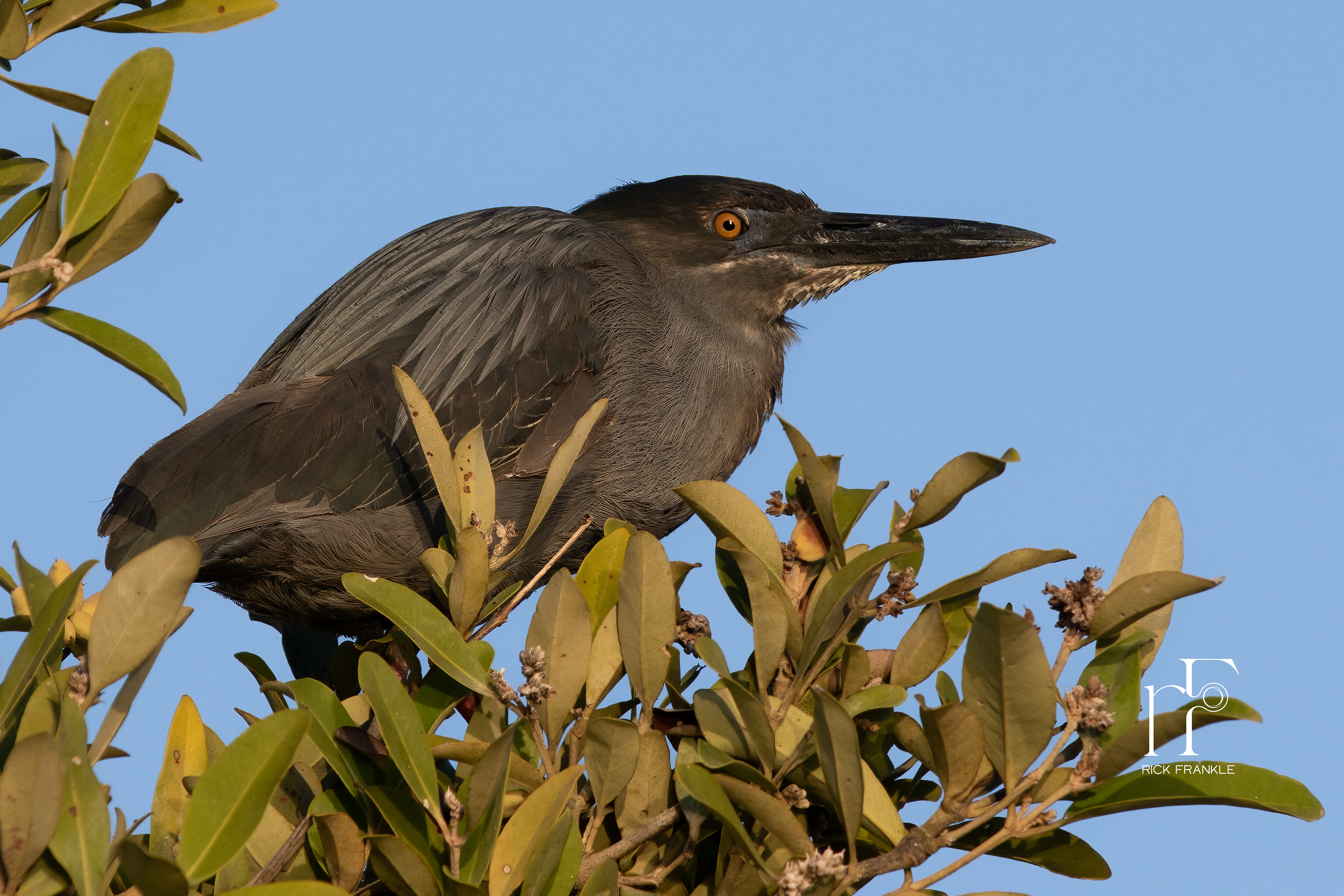 LAVA HERON [CORMORANT POINT]