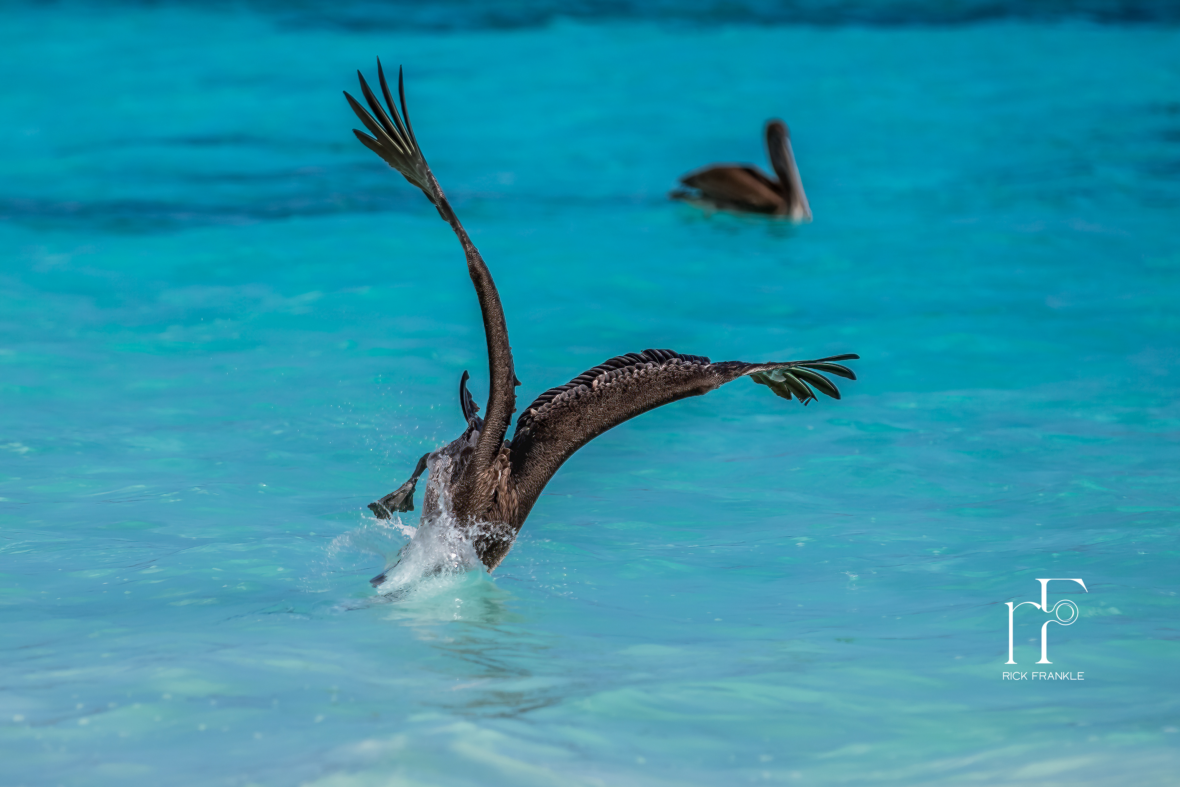 PELICAN [GARDNER BAY]