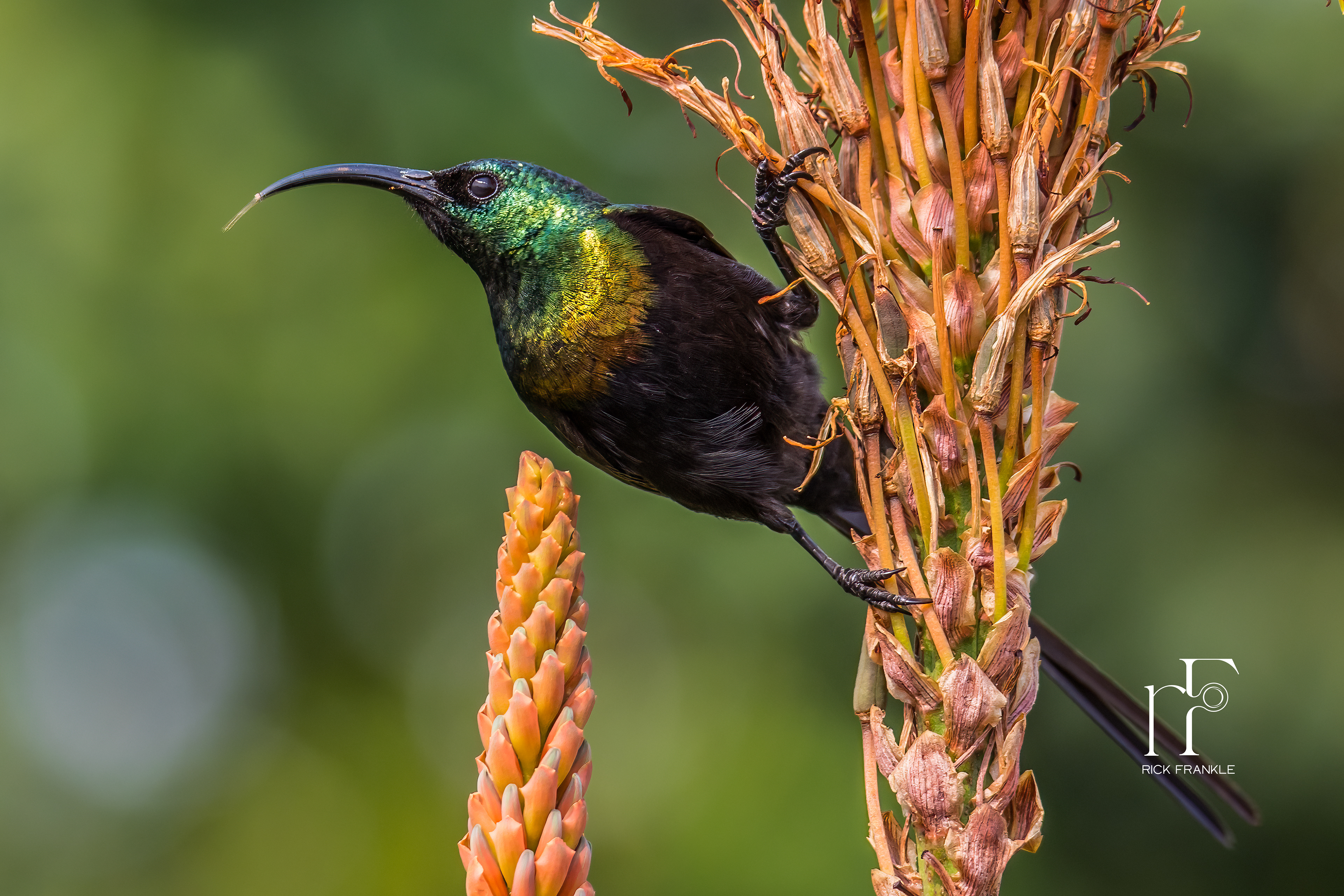BRONZE SUNBIRD [VIRUNGA]