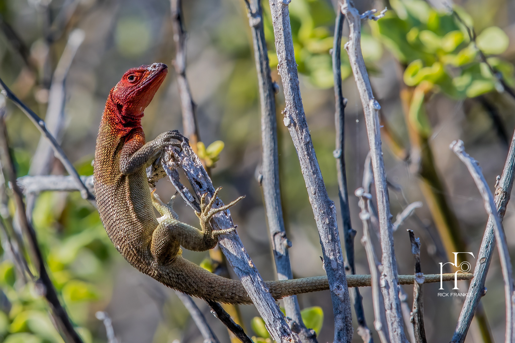 LAVA LIZARD [SUAREZ POINT]